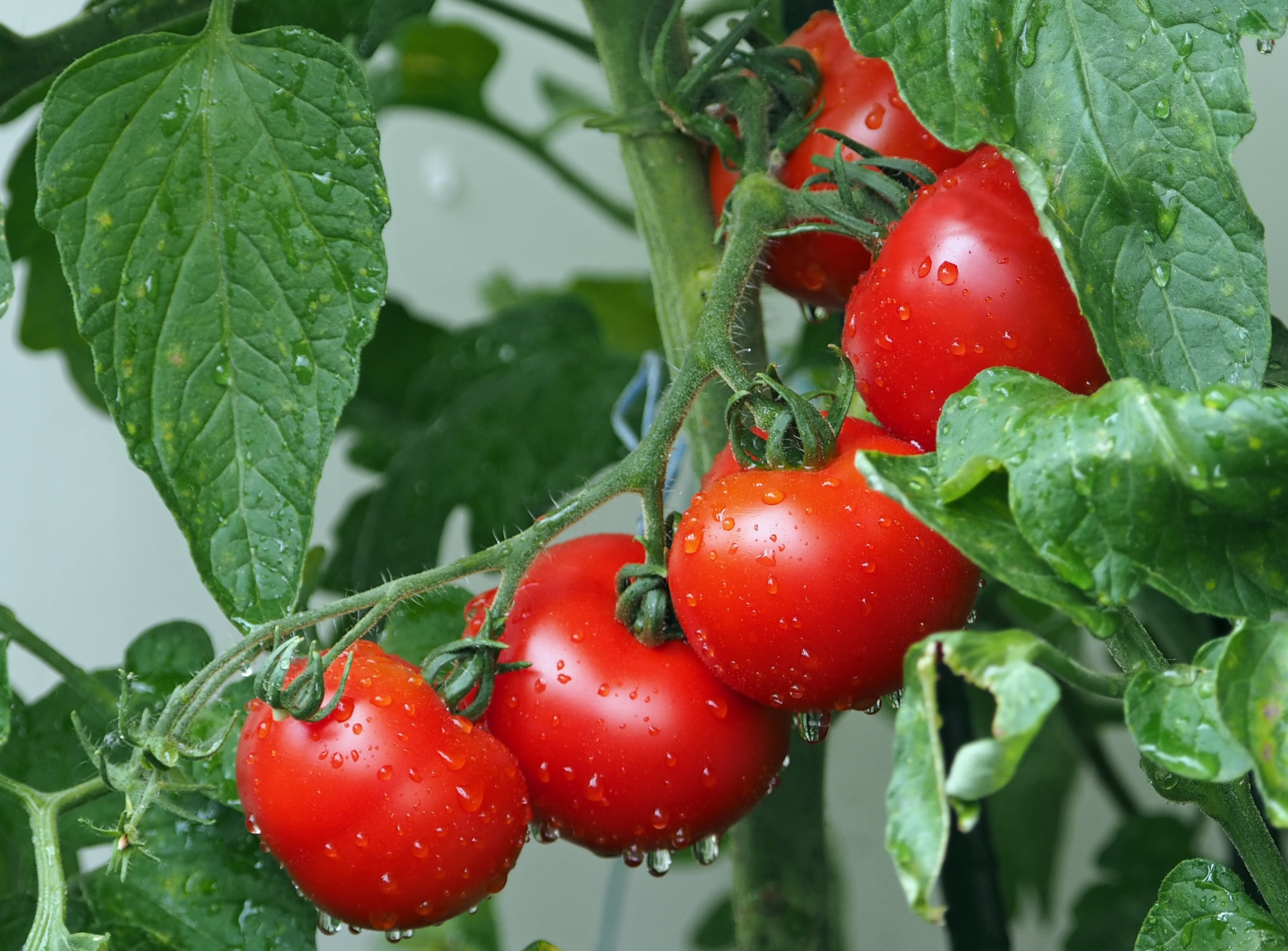 Wallpapers food tomatoes branch on the desktop