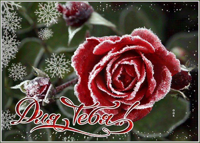 Postcard card sweetheart with a rose for you rose red rose - free greetings on Fonwall