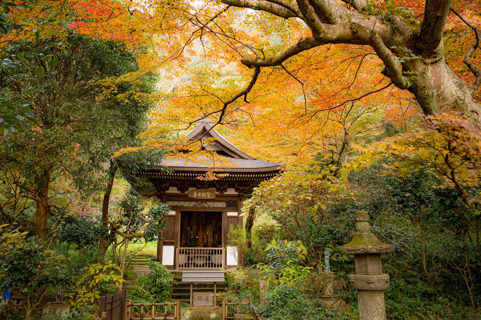 桌面上的壁纸京都 日本的公园 秋季公园