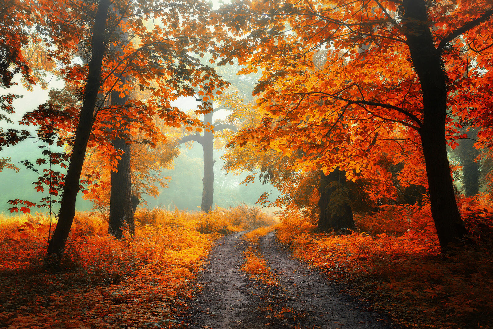 Wallpapers road autumn colors fall season on the desktop