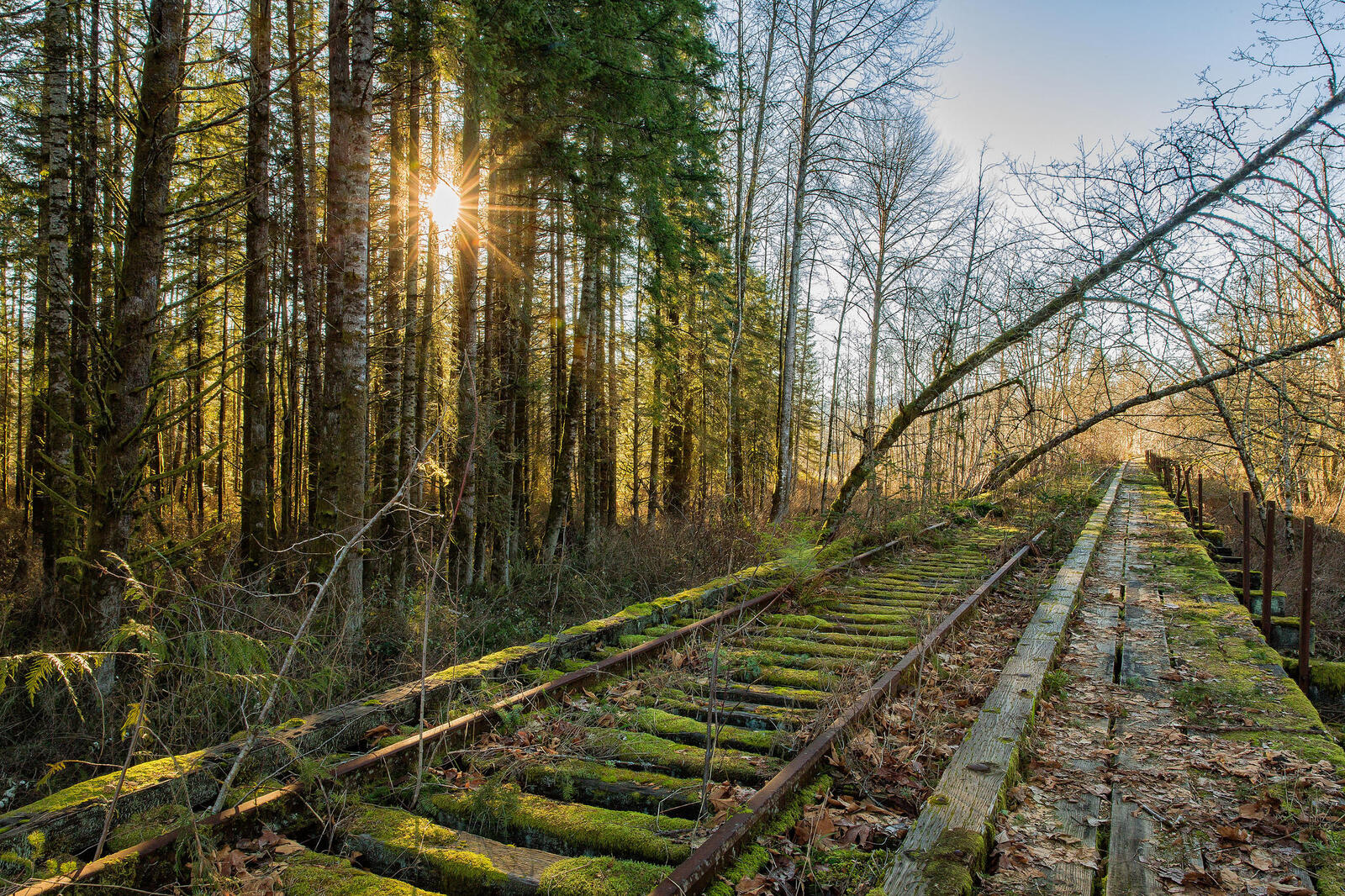 Обои старая железная дорога лес деревья на рабочий стол