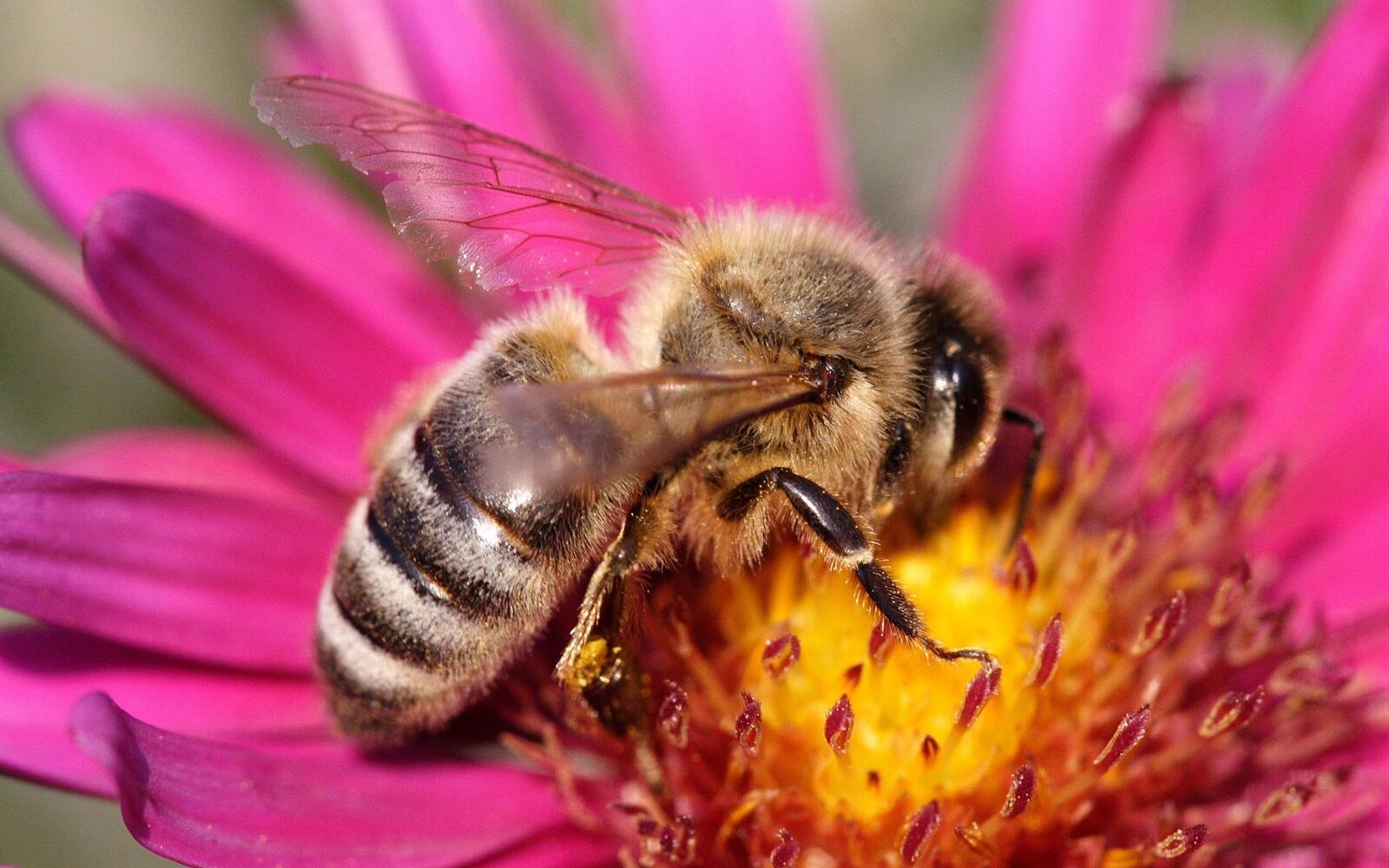 Wallpapers plant pollination bee on the desktop