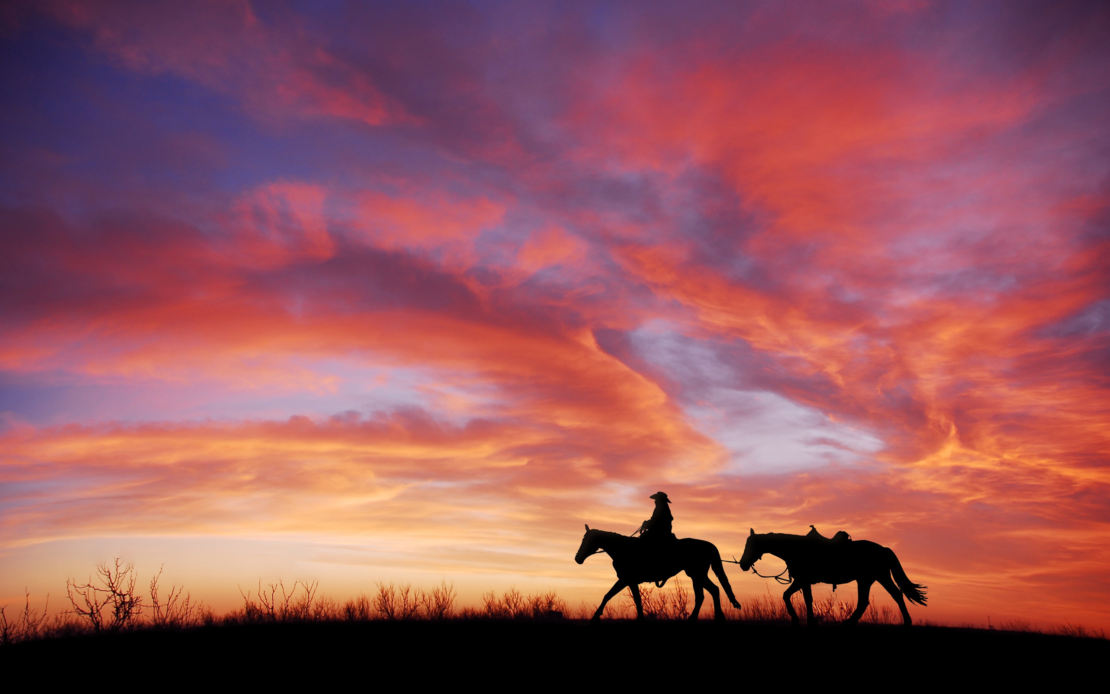 Фото бесплатно кони, силуэт, небо