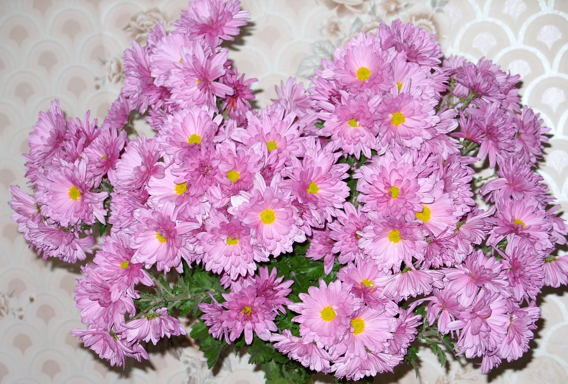 Фото бесплатно цветы, стена, розовый