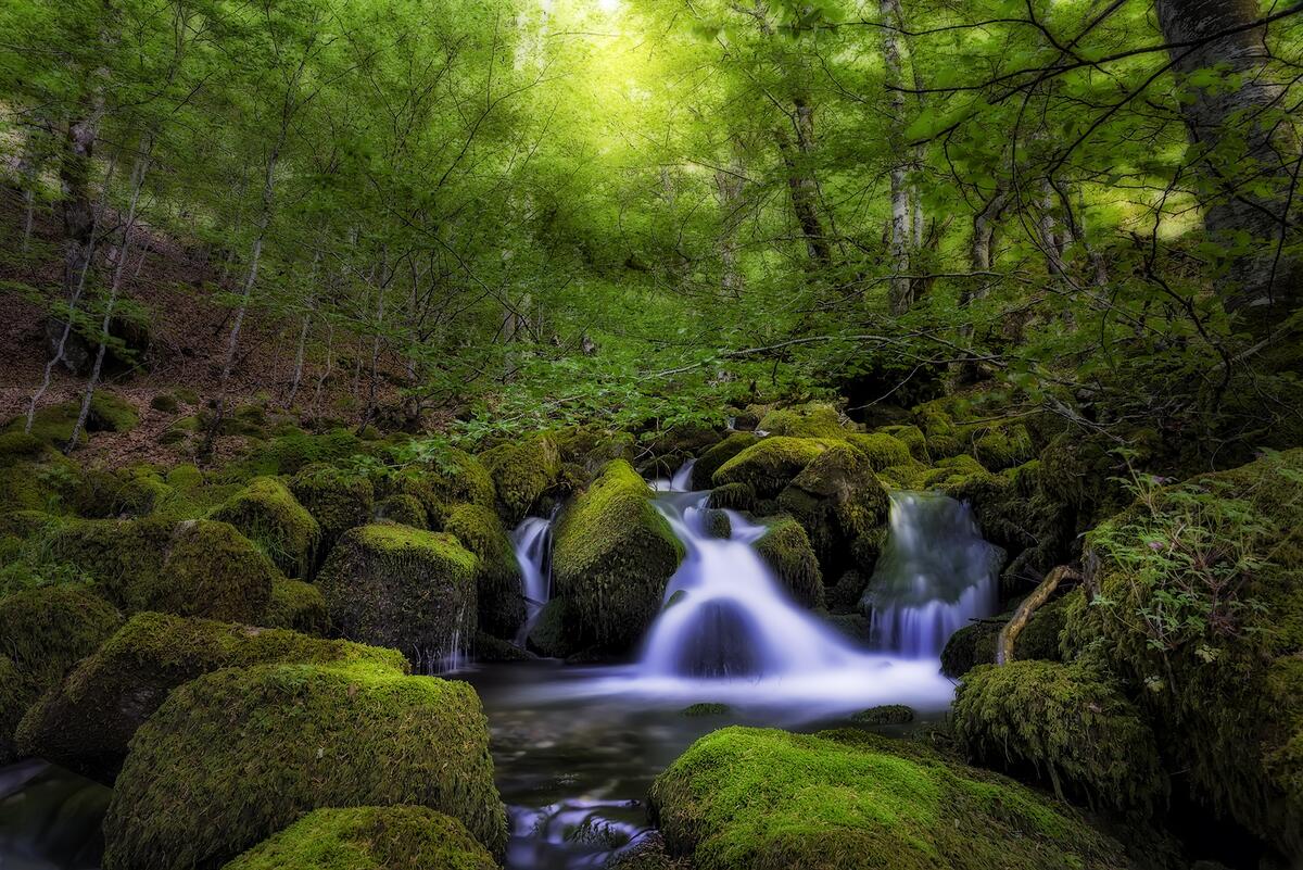 Screensaver forest, trees, waterfall free download