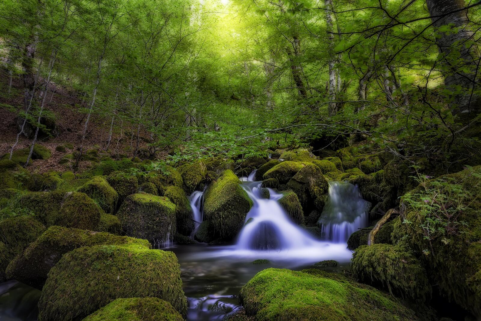 Free photo Screensaver forest, trees, waterfall free download