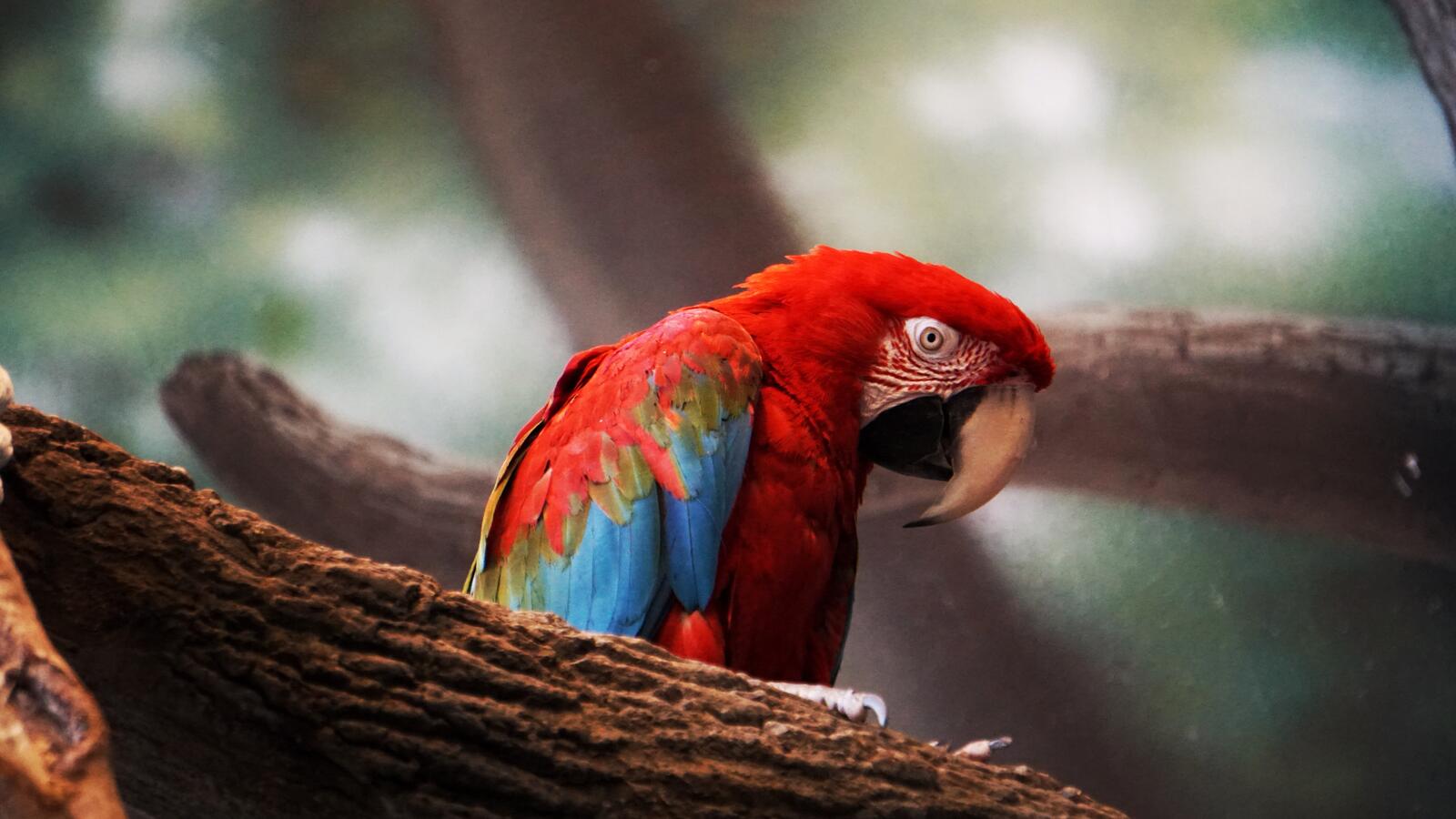 Wallpapers Macaw red looks around on the desktop