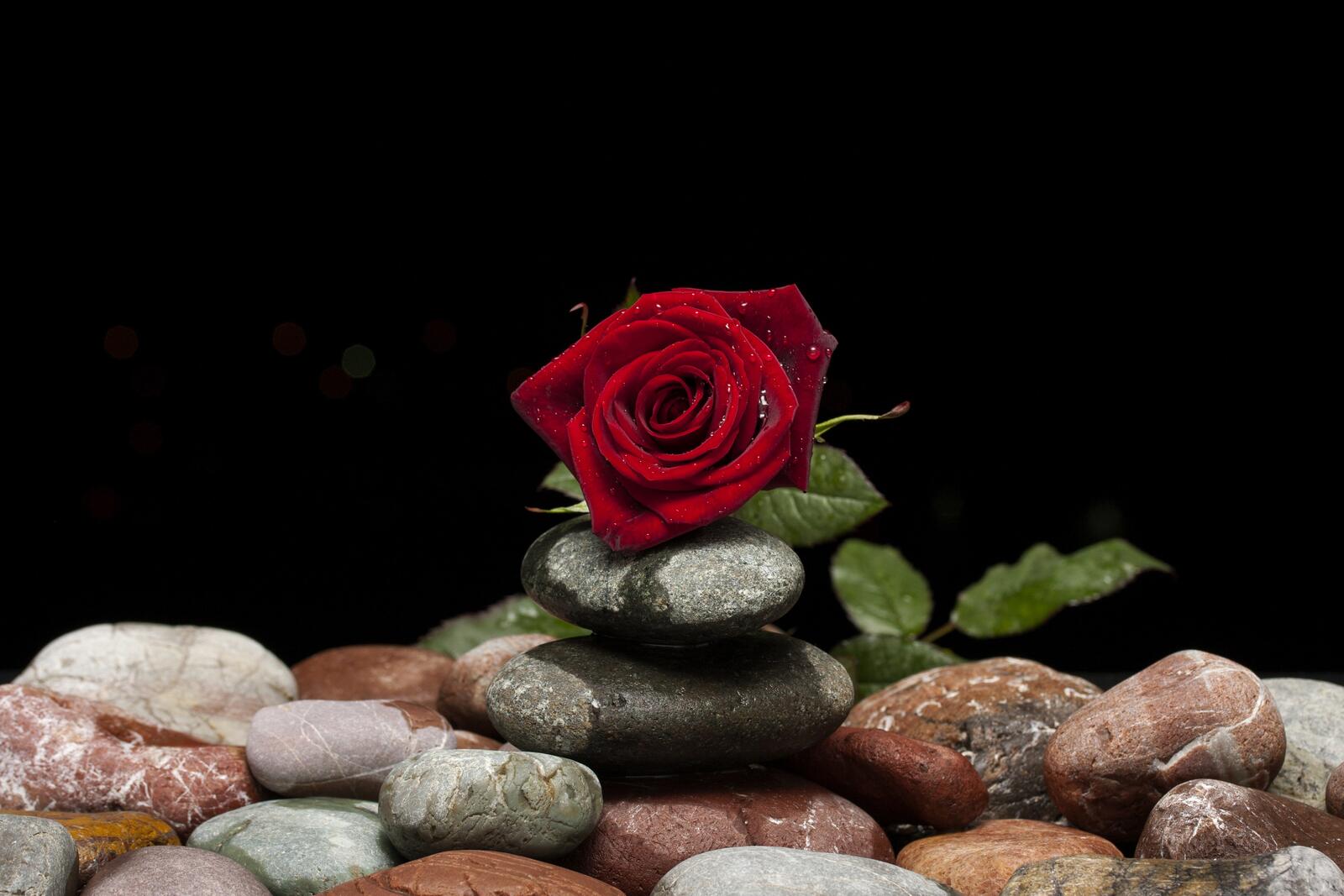 桌面上的壁纸玫瑰 石头 花