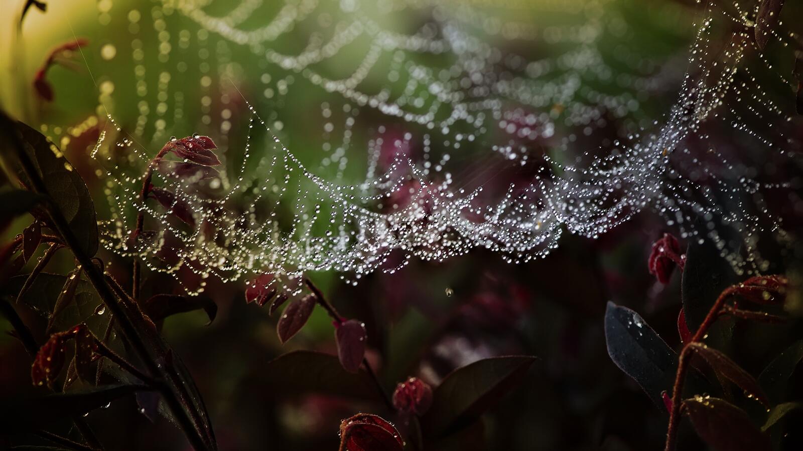 Wallpapers cobwebs insect drop on the desktop