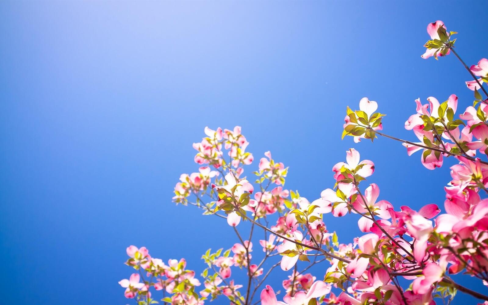 Wallpapers dogwood spring clear sky on the desktop