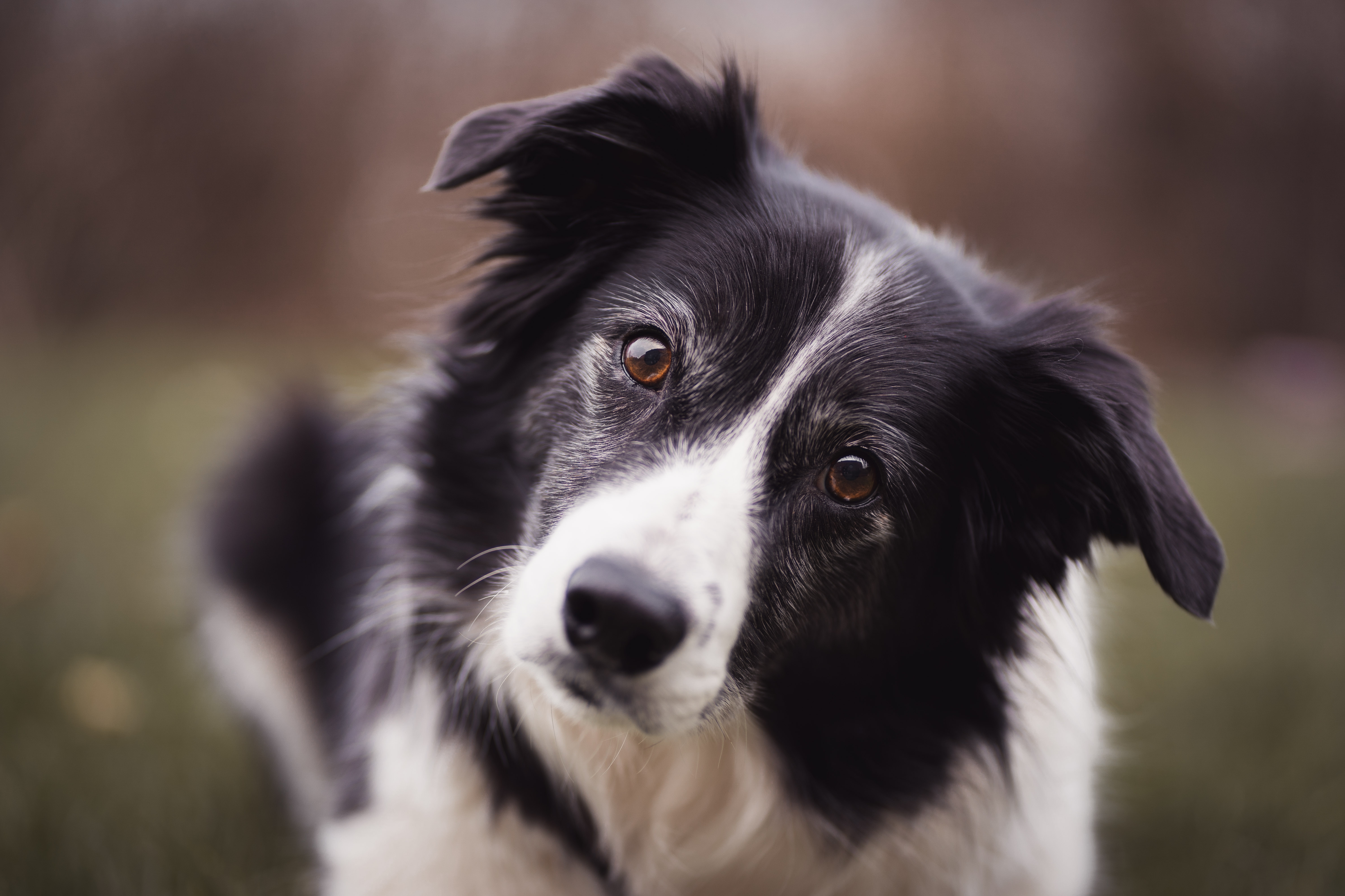Wallpapers wallpaper border collie cute dog close on the desktop