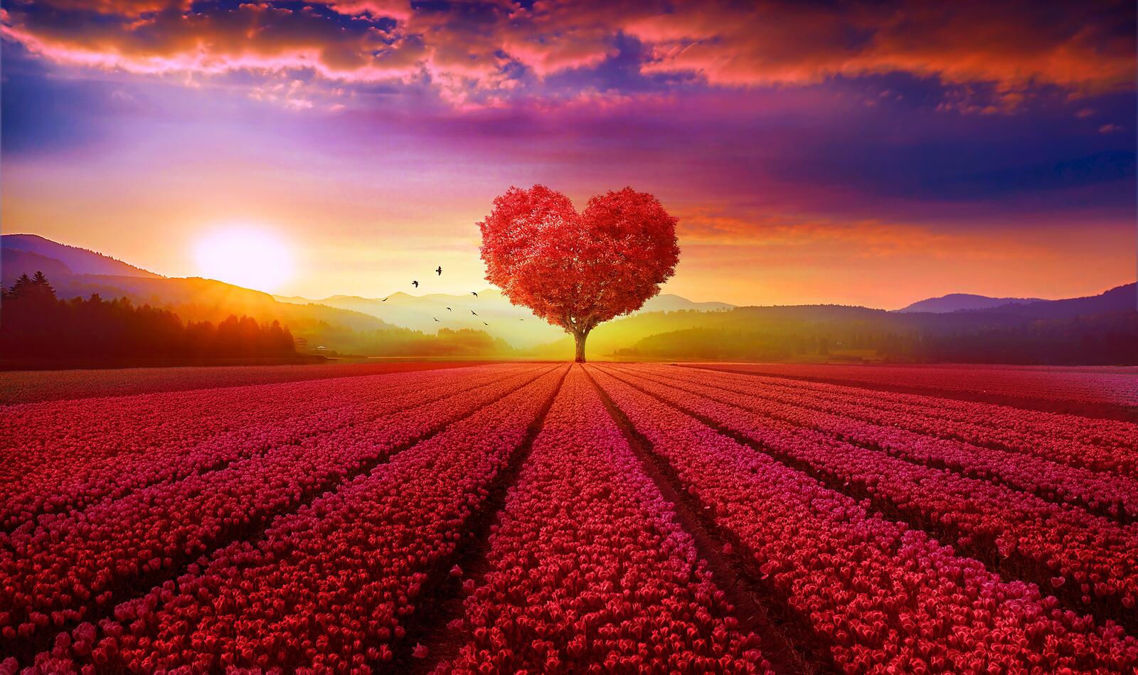 Wallpapers tree in the shape of a heart sunset field on the desktop