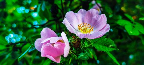 Rose hips in bloom. Dog rose hips. Rose blossom.