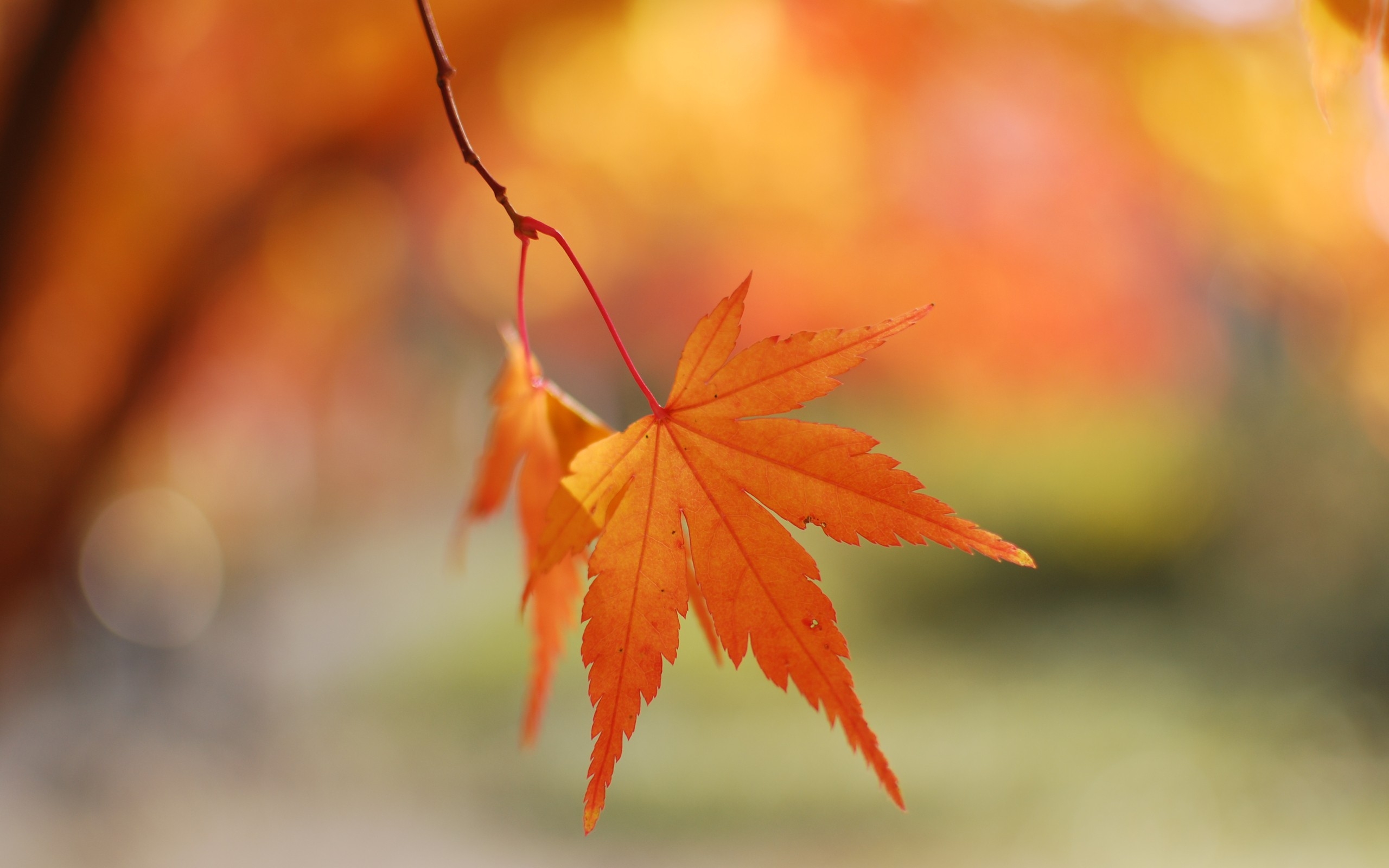 免费照片一片橙色的秋叶