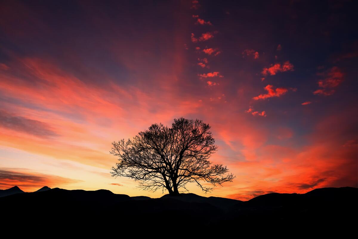 A sunset and a tree