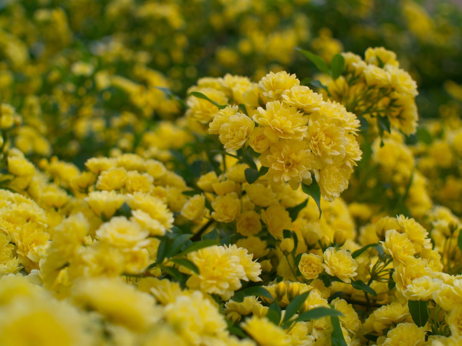 Обои жёлтые цветы сад лепестки на рабочий стол