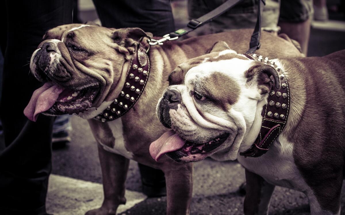 Two bulldogs on a leash
