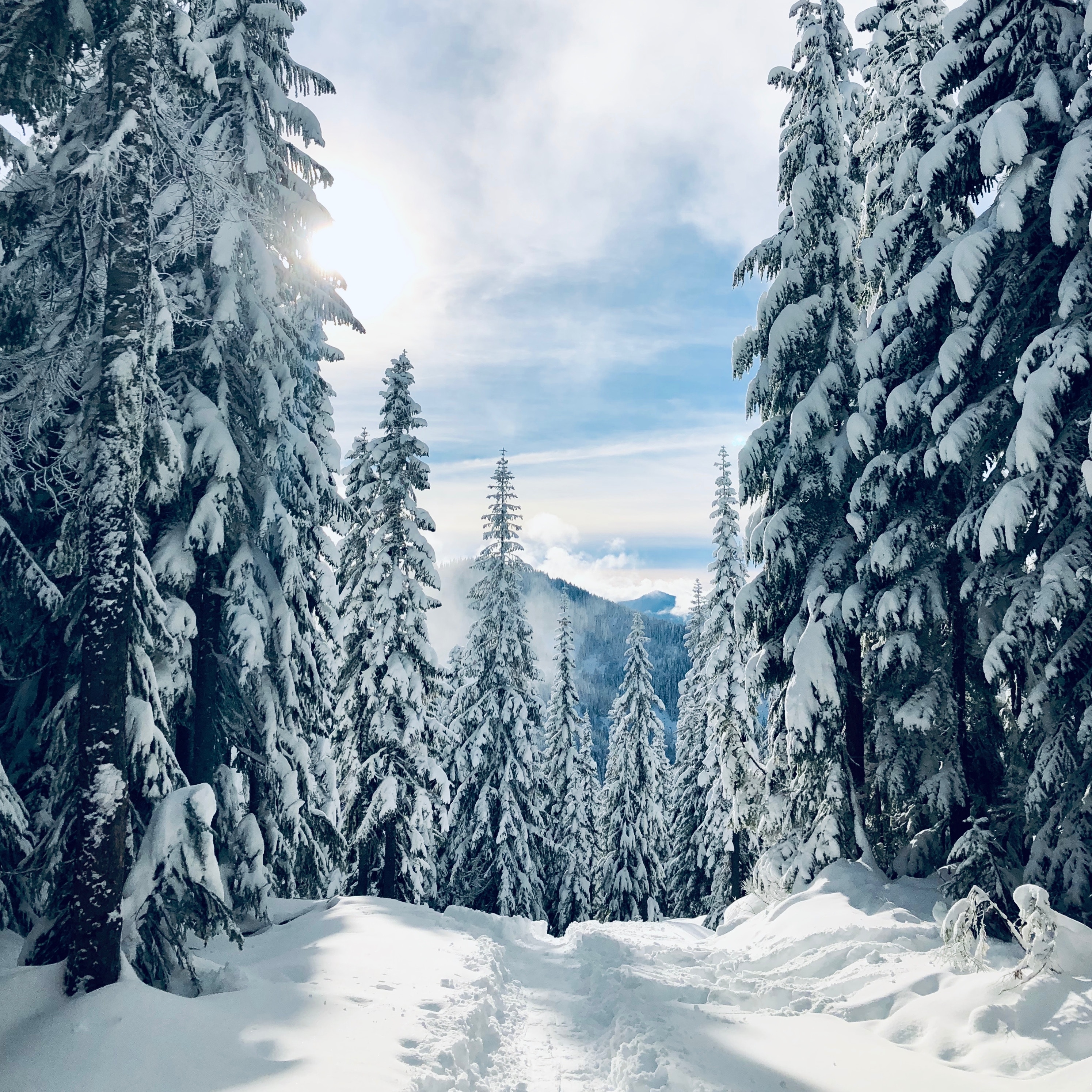 Фото бесплатно лес, снежные елки, деревья