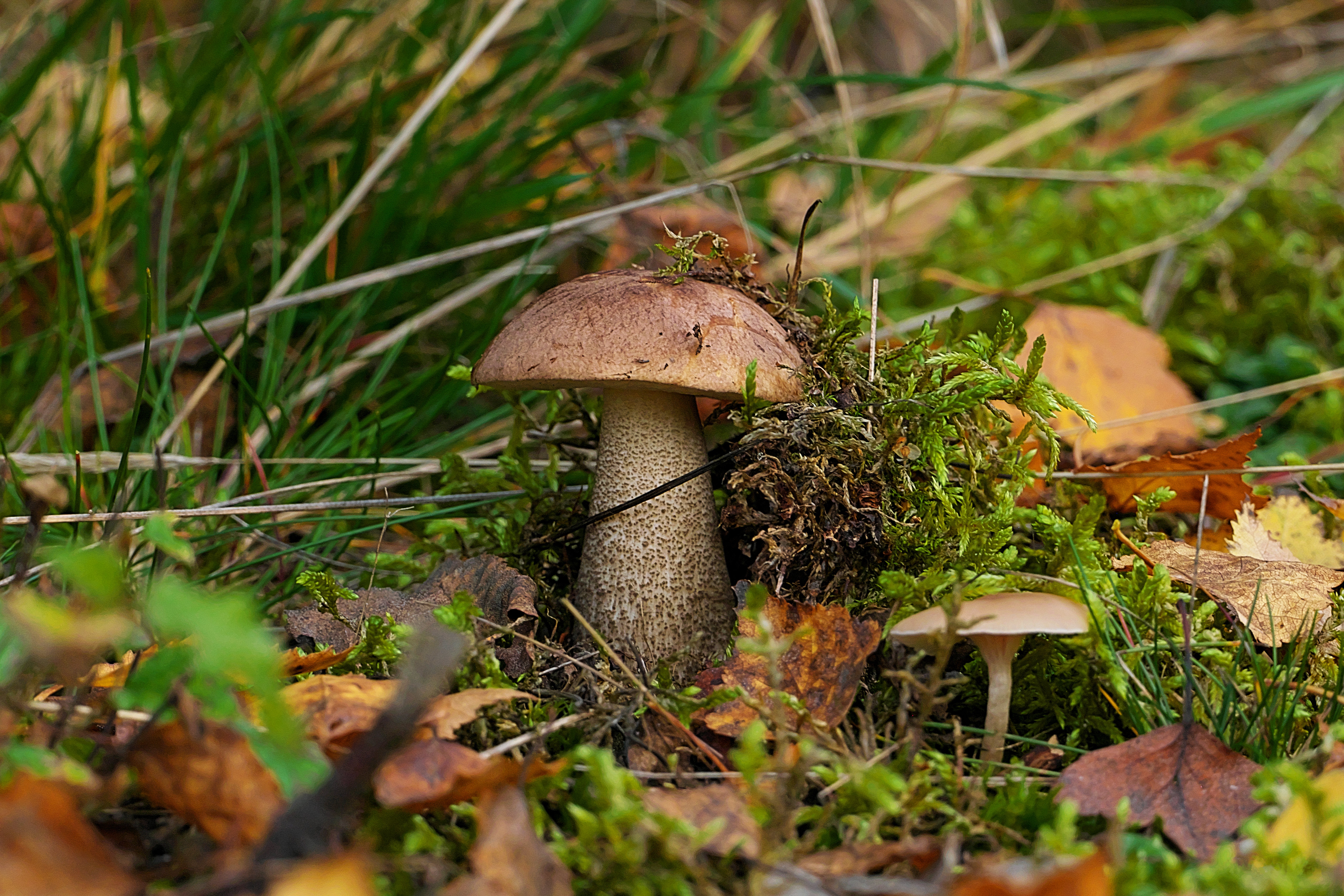 Photo free fungus, toboggan, moss