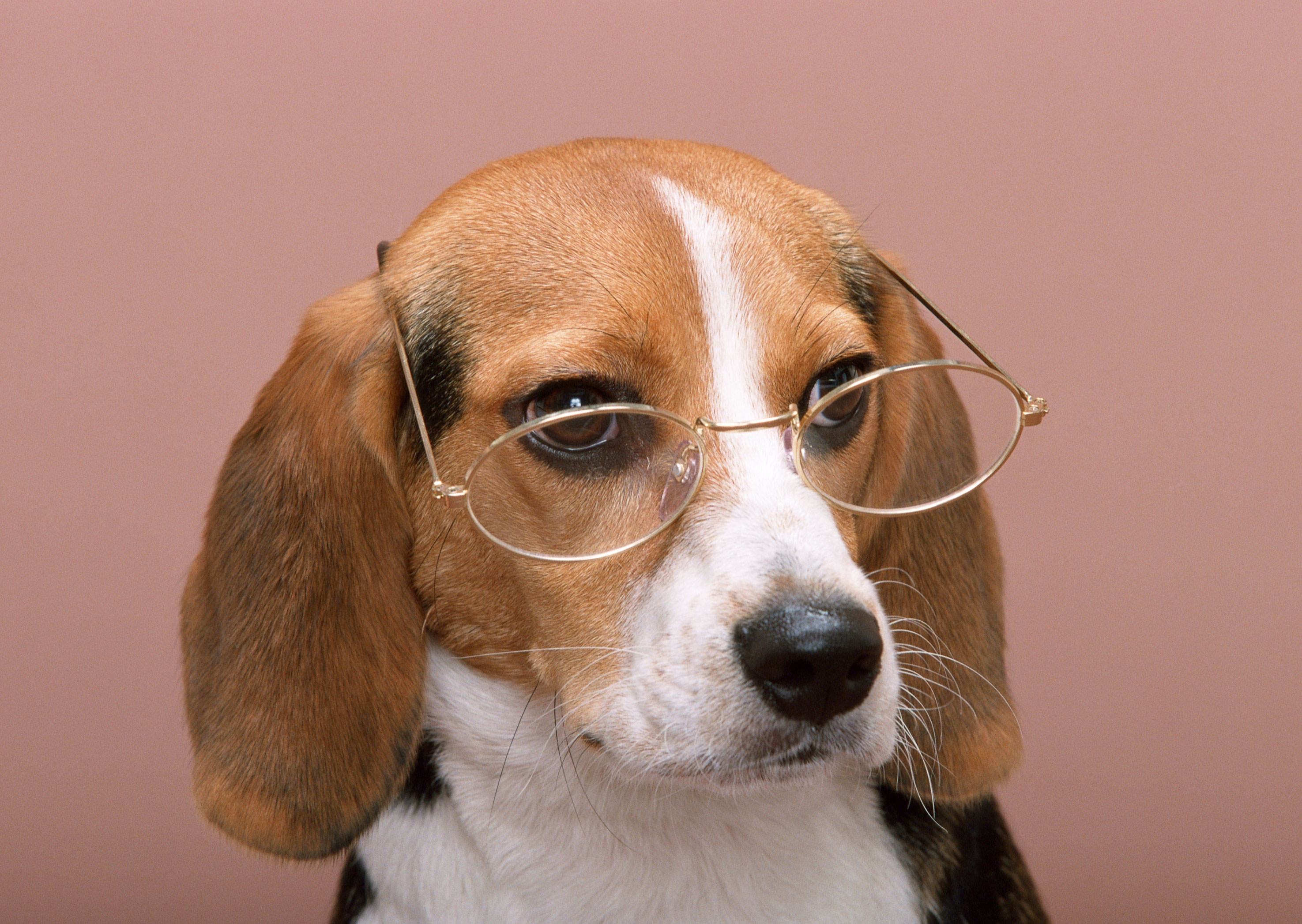 Wallpapers glasses dog nose on the desktop