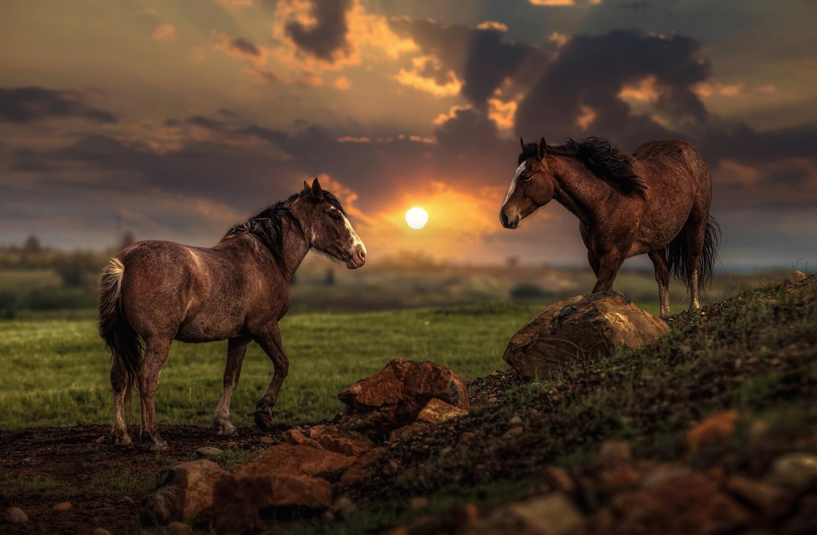 Free photo Two horses grazing at sunset