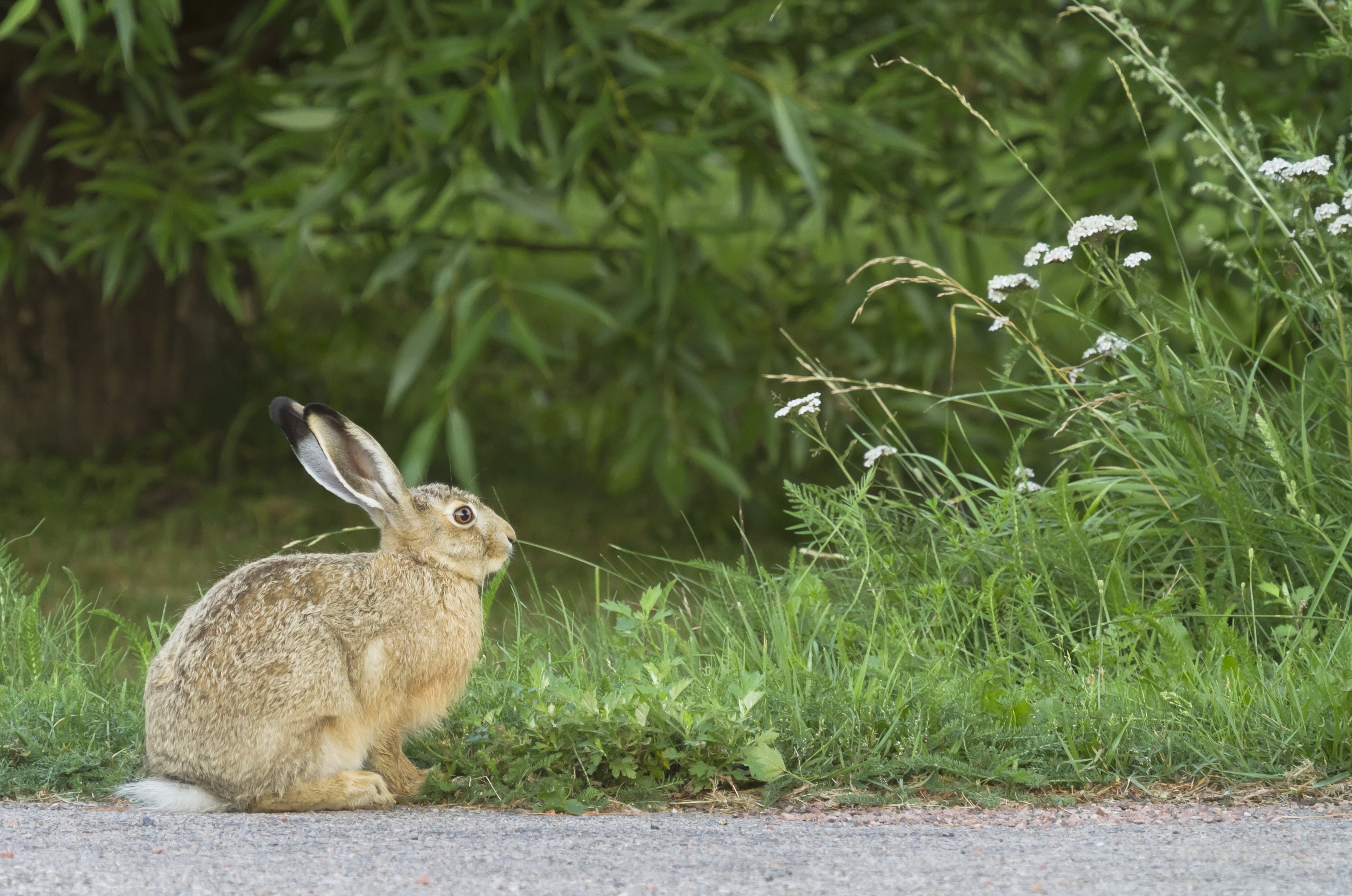 Фото бесплатно обои кролик, трава, листья