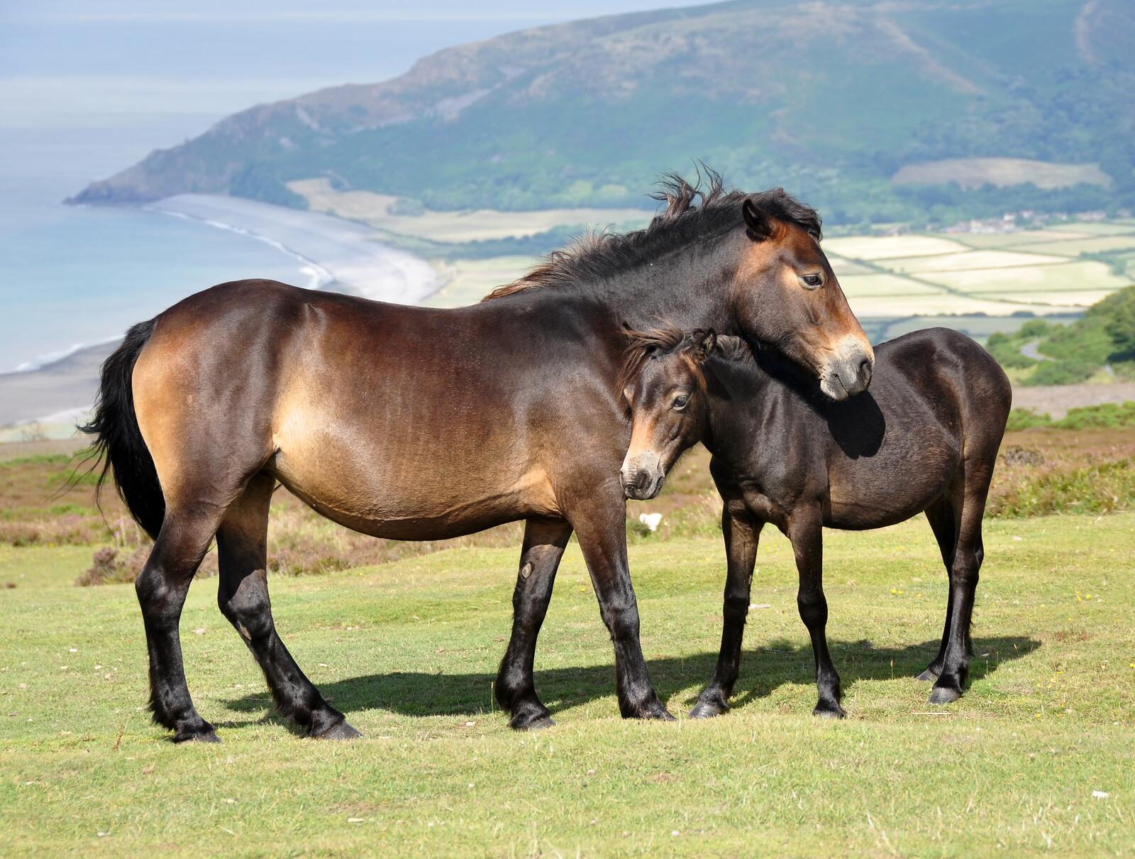 Обои лошадь ребенок трава на рабочий стол