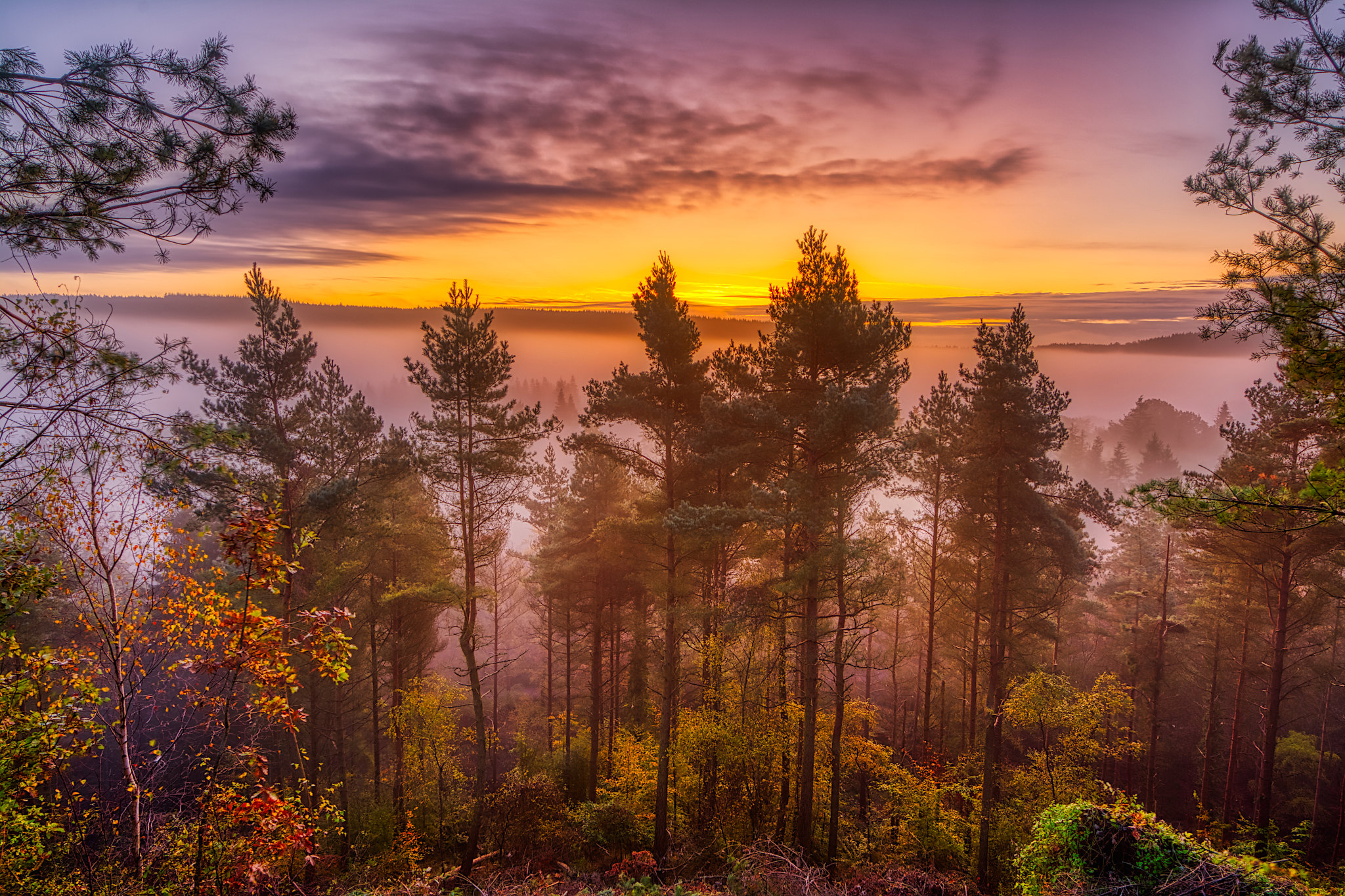 Free photo A wallpaper of beautiful forest, sunset, fog