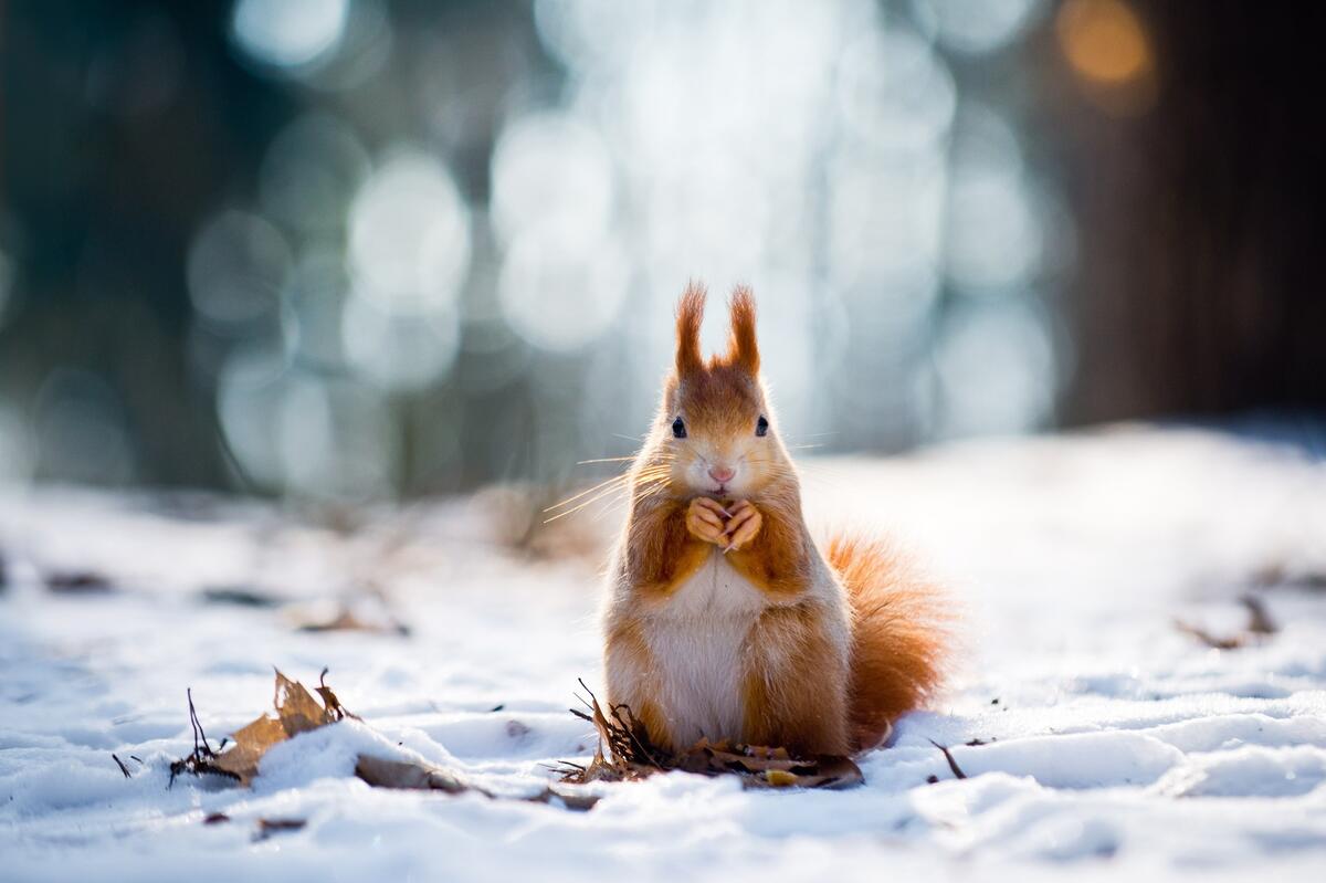 Red squirrel in winter