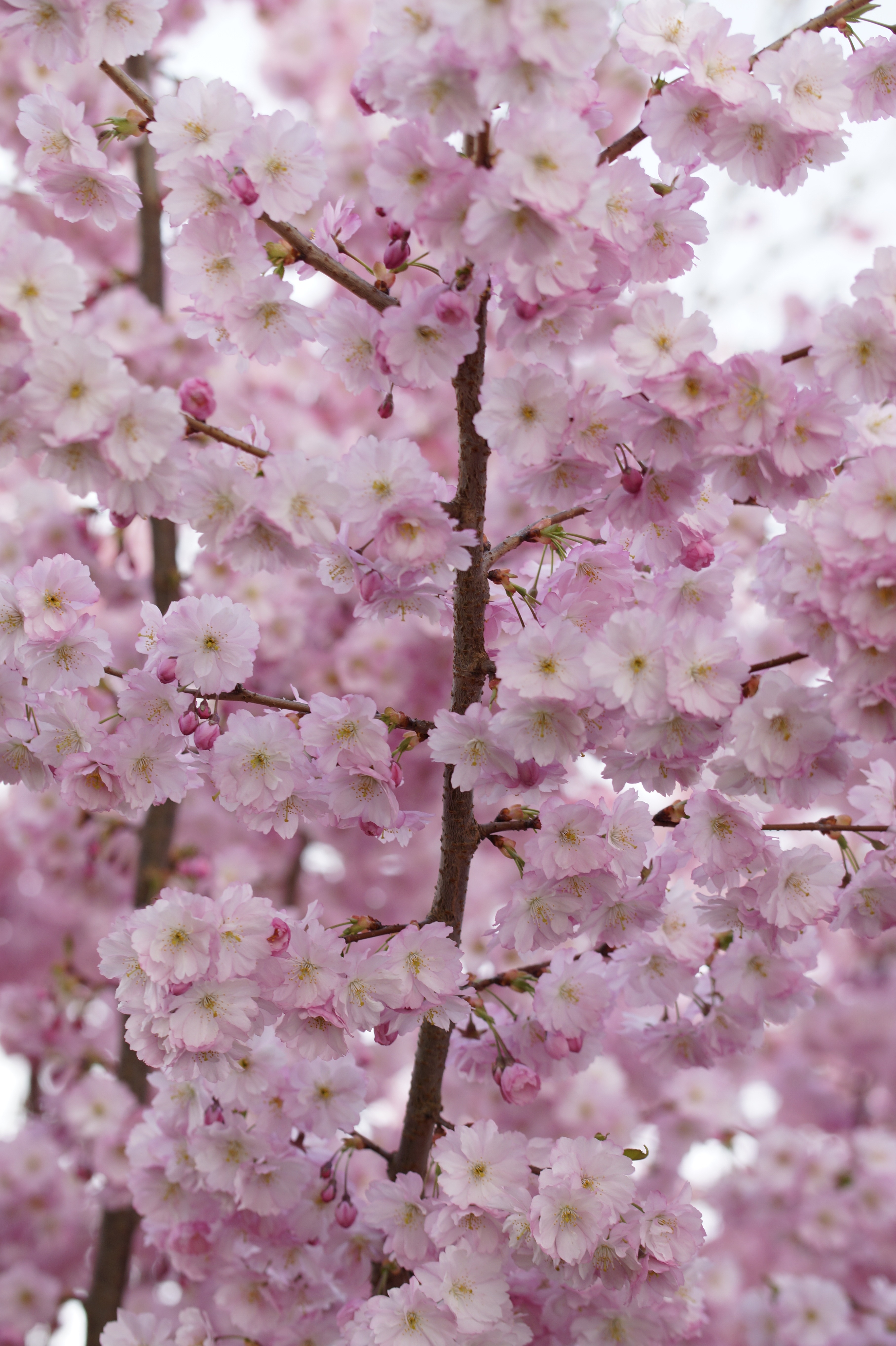 Фото весна бесплатные изображения весеннее пробуждение - бесплатные картинки на Fonwall