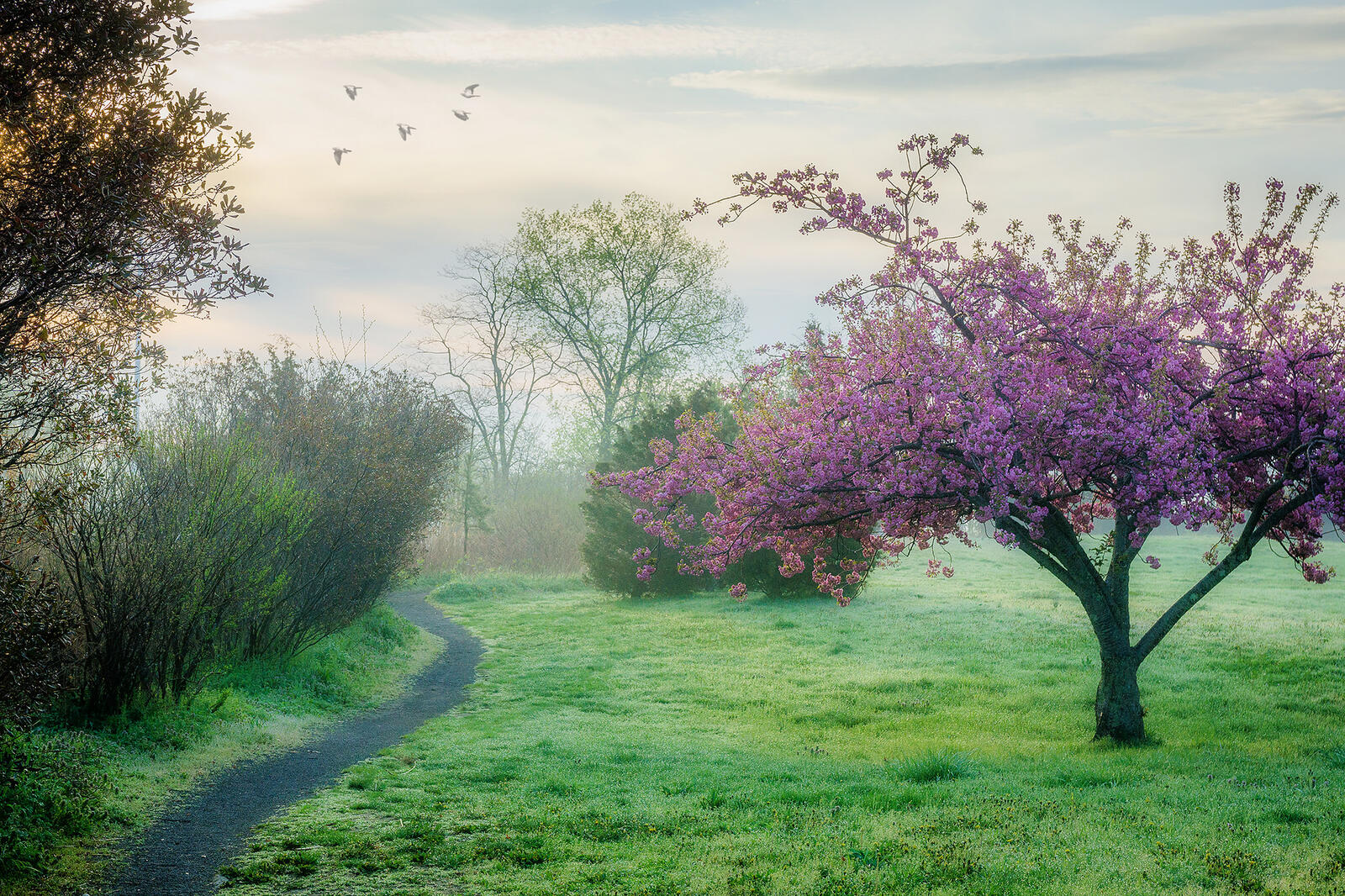 Wallpapers spring trees glade on the desktop