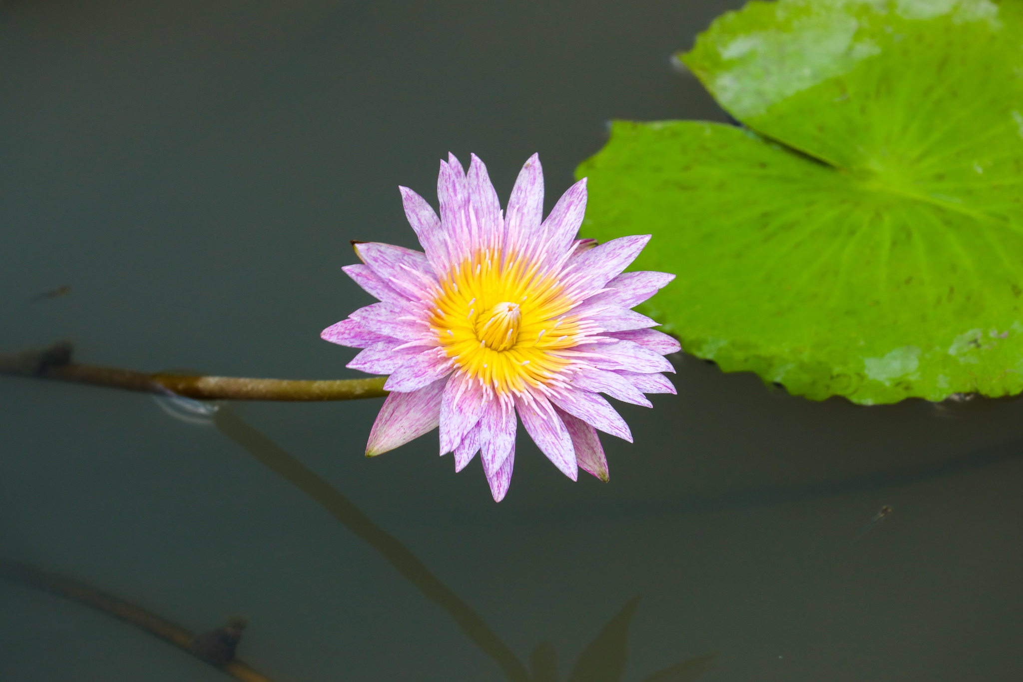 Wallpapers body of water water lily beautiful flowers on the desktop