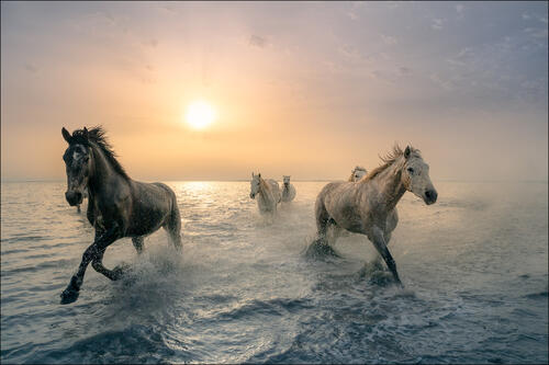 Horses run along the beach at sunset