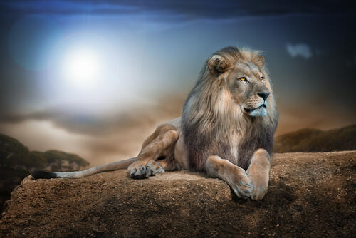 Лев отдыхает на камне в солнечную погоду