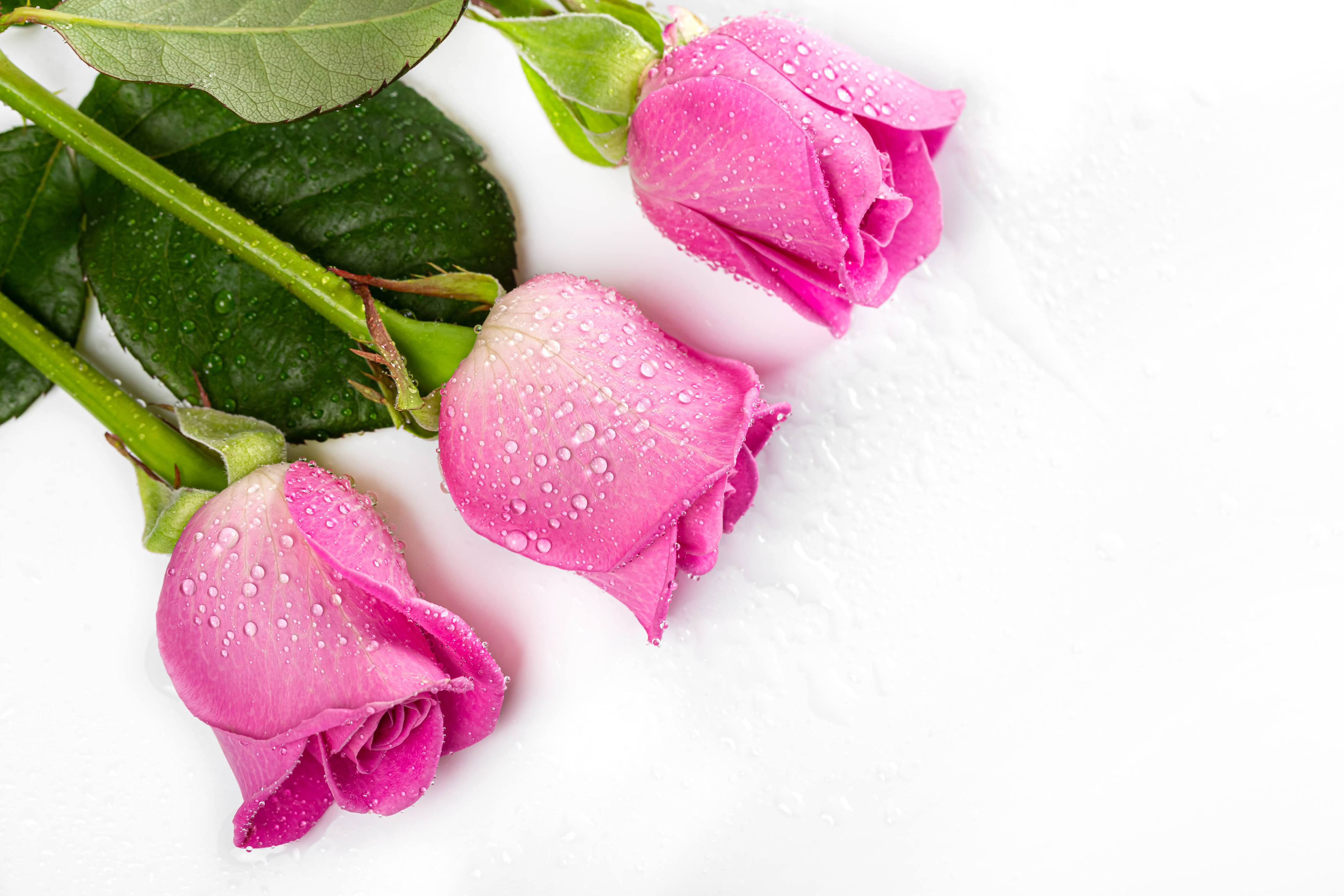Photo free flower, rose, pink color