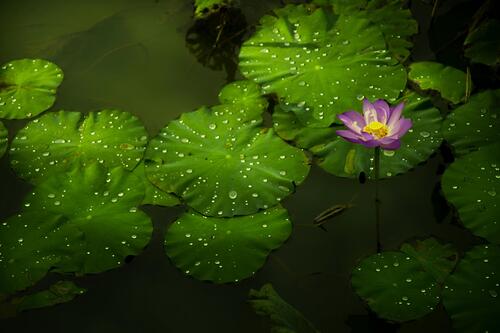 Lotus flower and river
