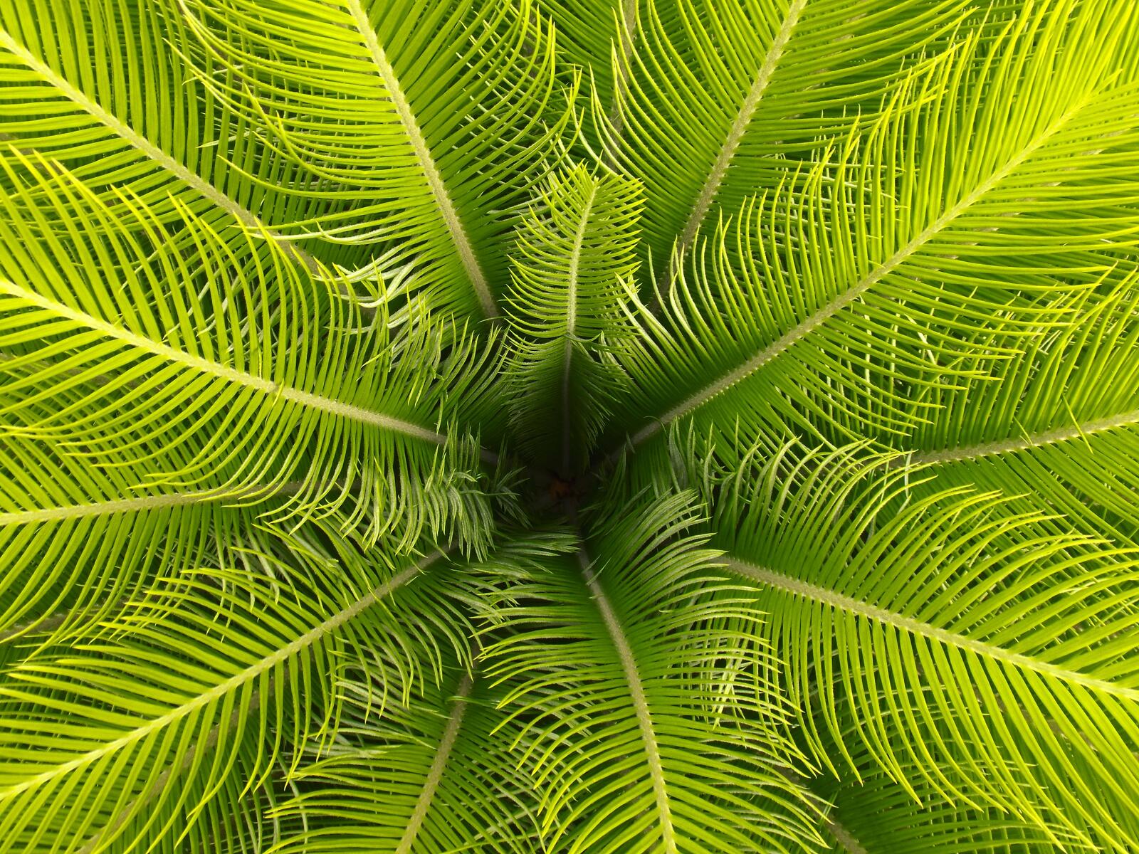 Обои пальмовые листья макро зеленый на рабочий стол