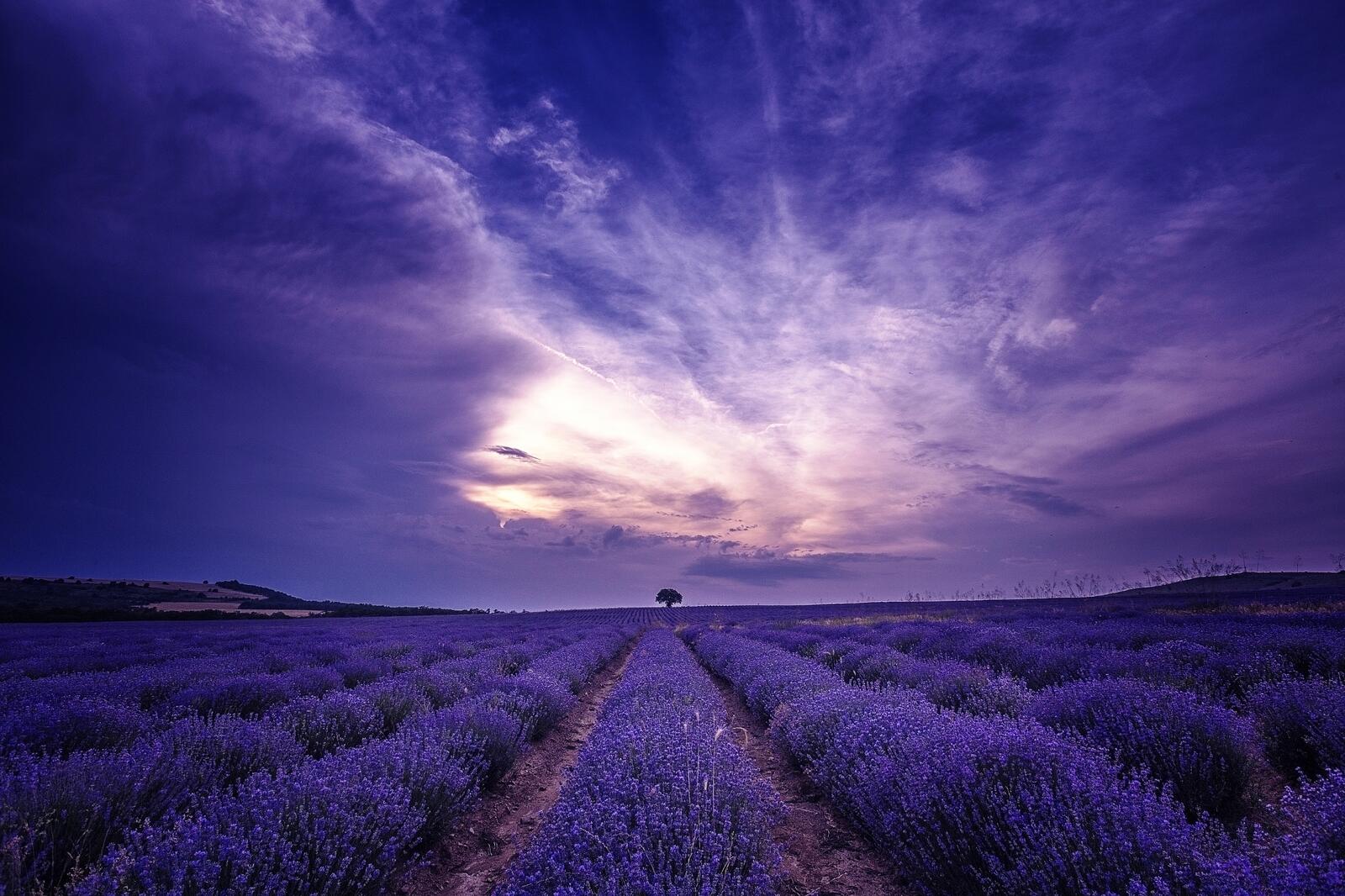 Wallpapers flowers sky lavender field on the desktop