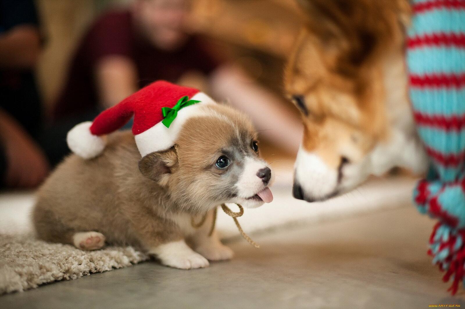 Wallpapers small holiday puppy on the desktop
