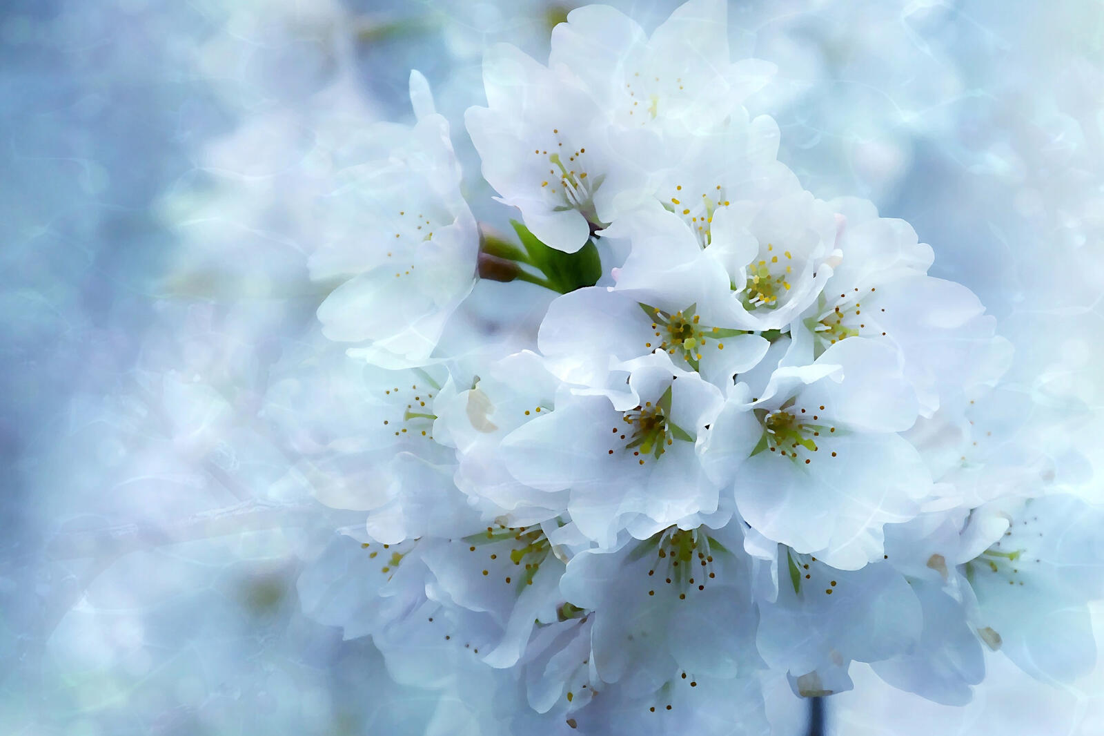 Wallpapers Spring Blossoms flowers flower on the desktop