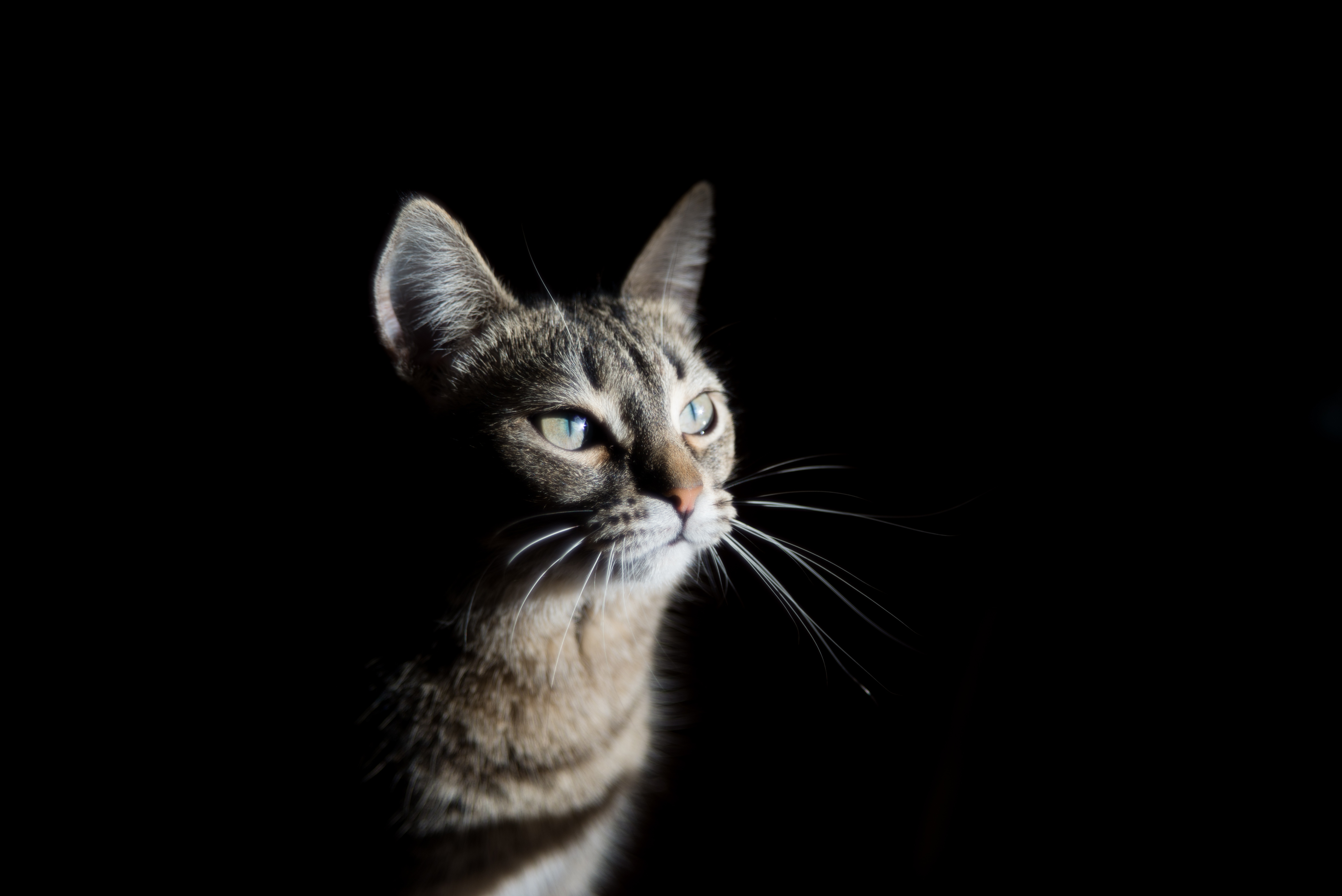 Фото животное кошки усы - бесплатные картинки на Fonwall