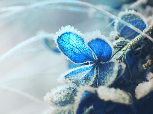 Frozen petals of blue flowers
