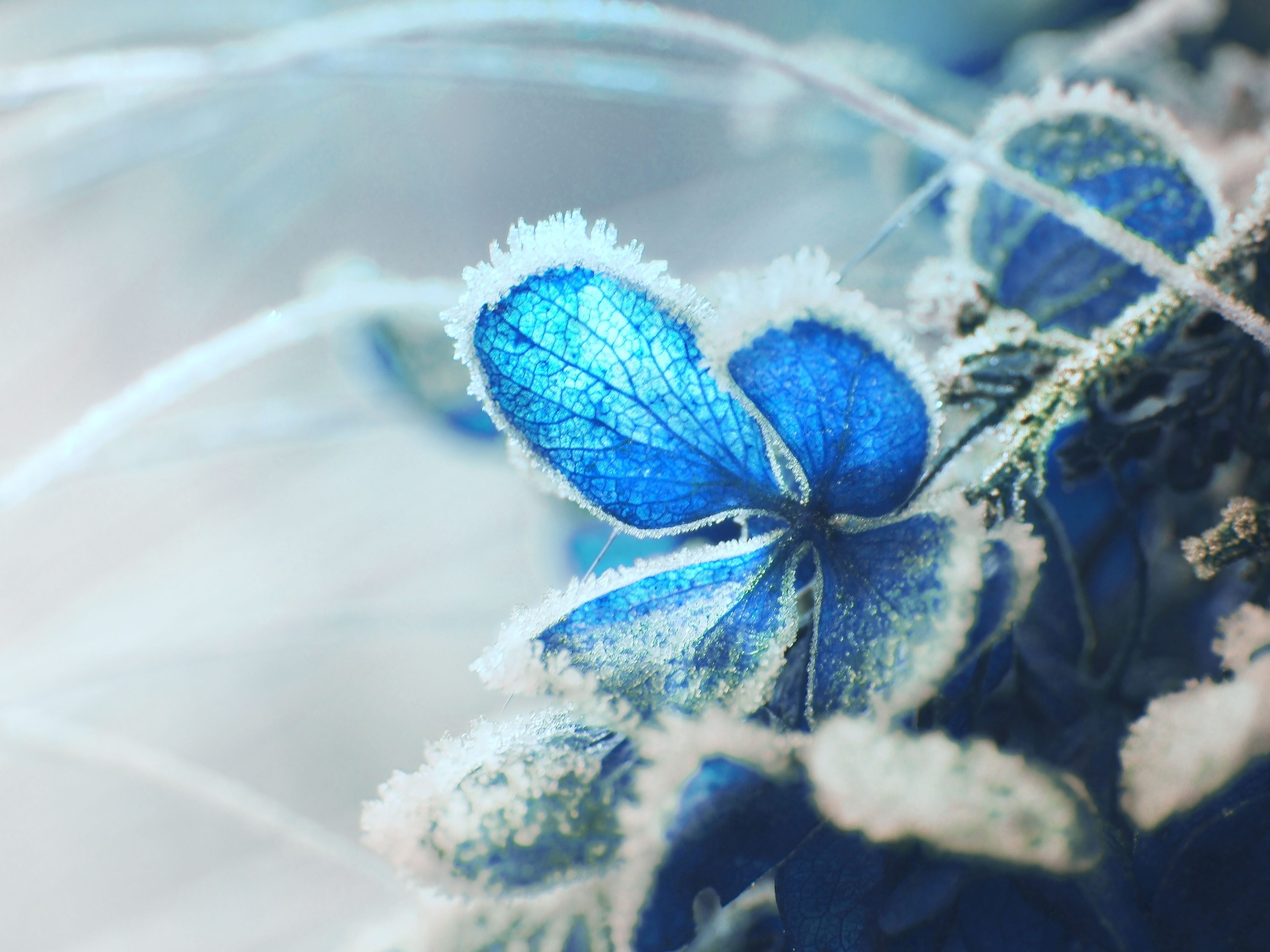 Free photo Frozen petals of blue flowers
