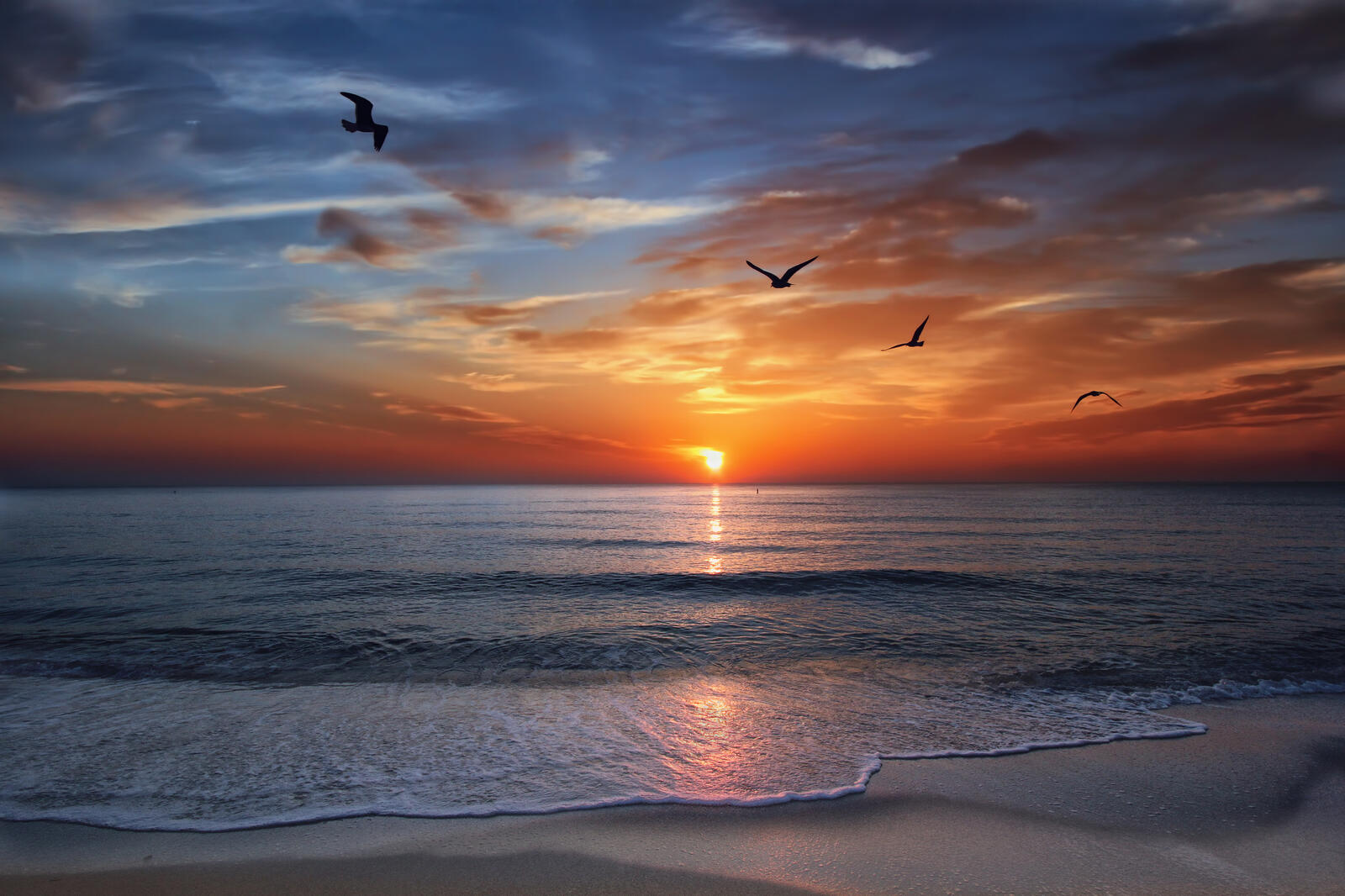 免费照片日落和海鸥在迈阿密
