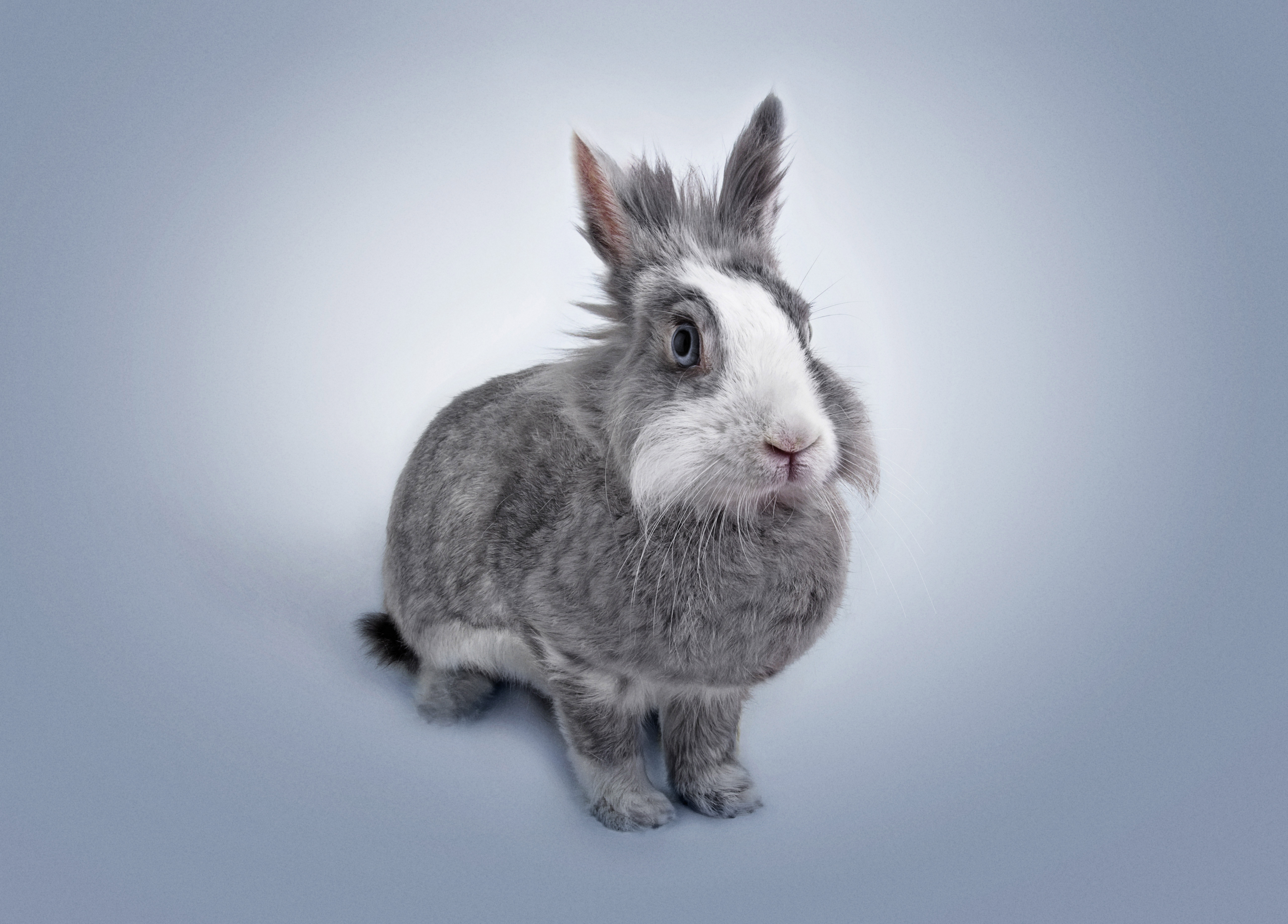 Фото бесплатно кролик, серый, белая морда