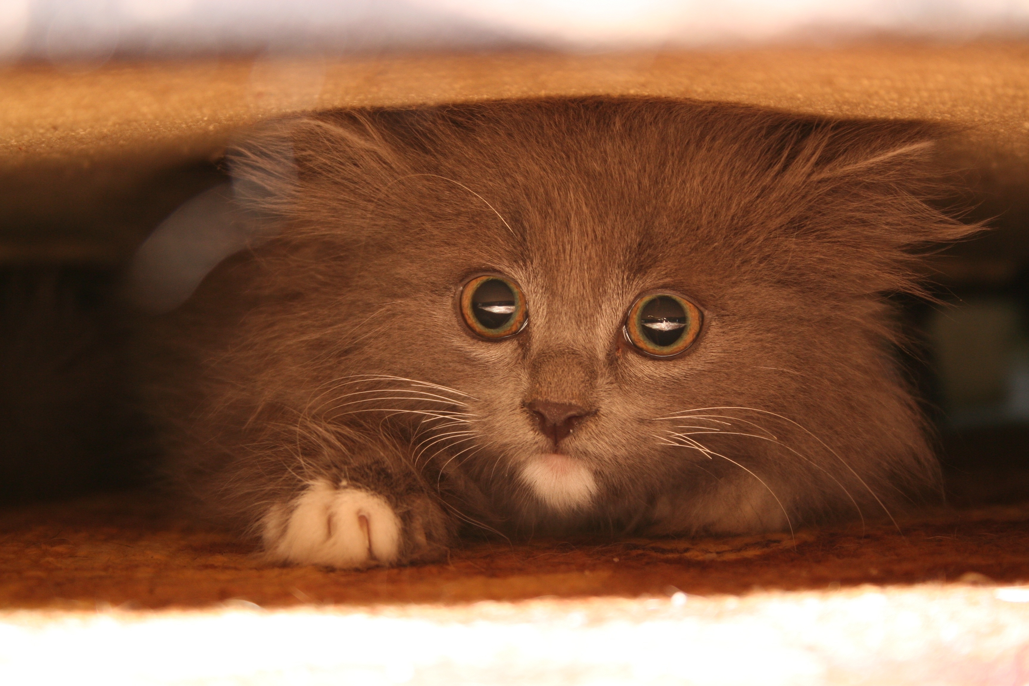 免费照片一只受惊的毛茸茸的小猫
