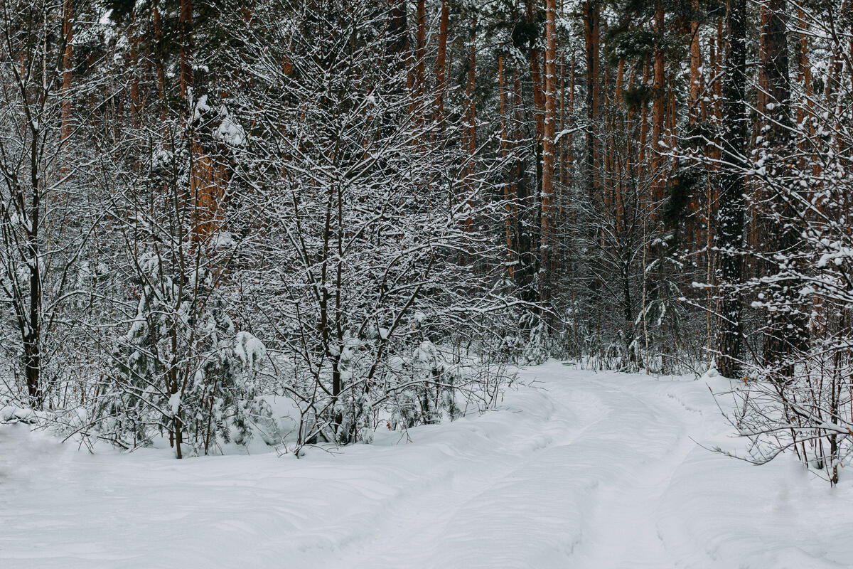 Winter forest in snowdrifts
