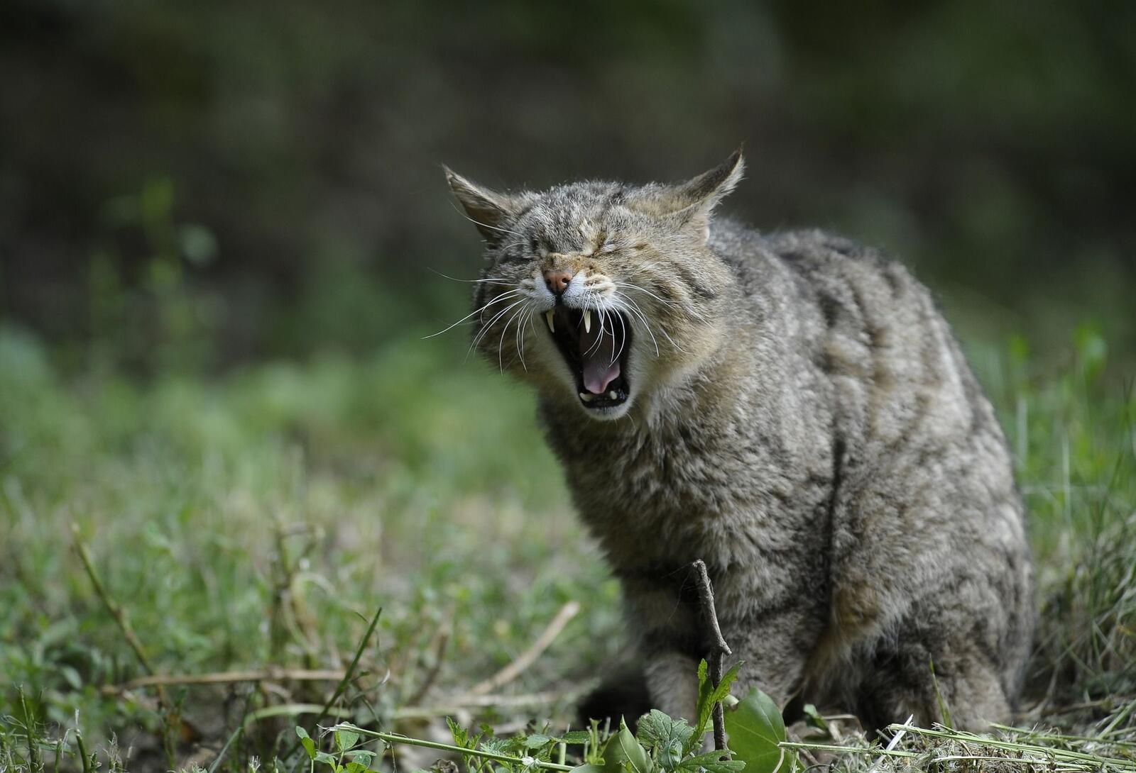 Wallpapers cats yawning wallpaper wild cat on the desktop