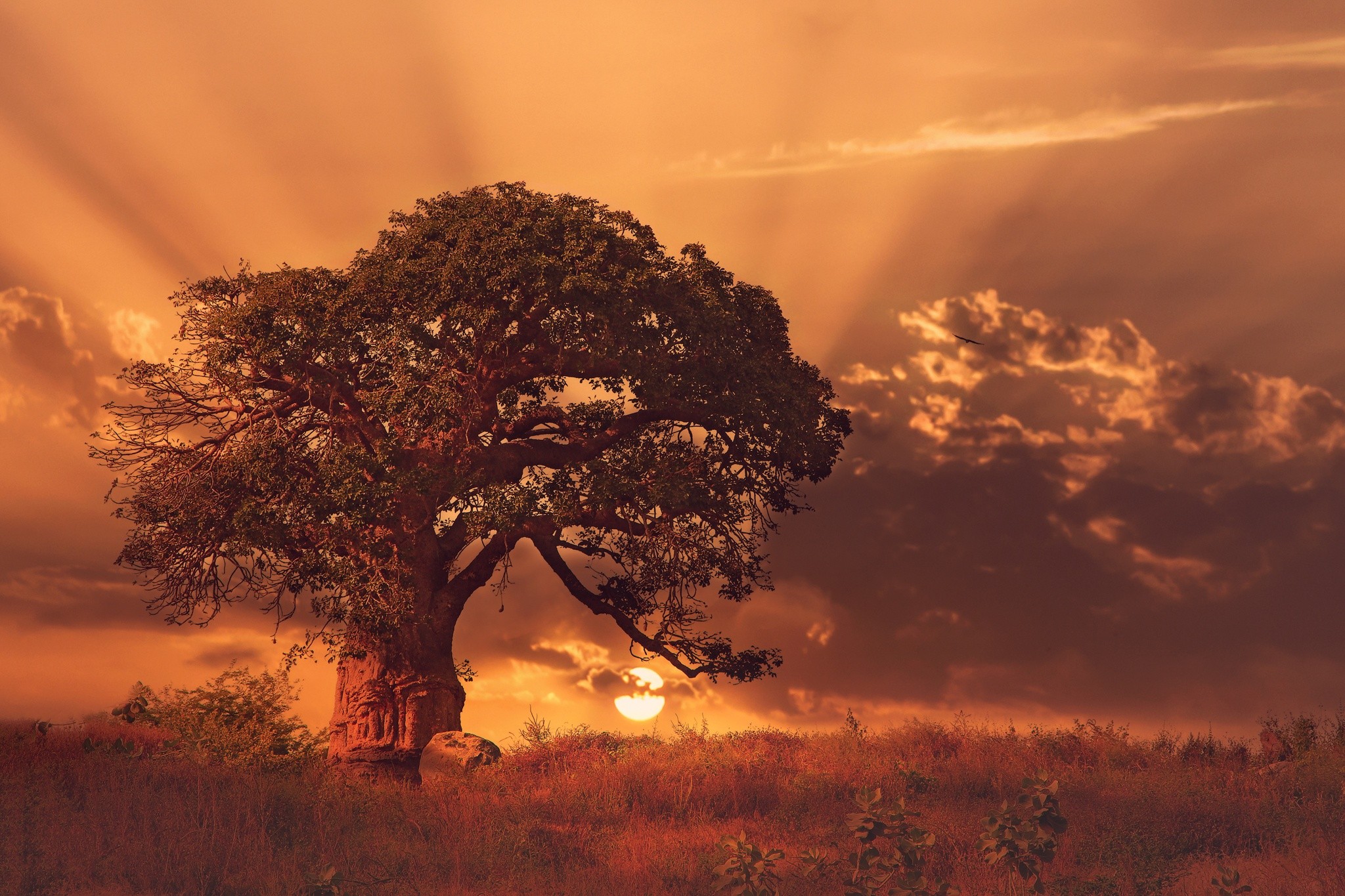 Wallpapers baobab trees nature old tree on the desktop