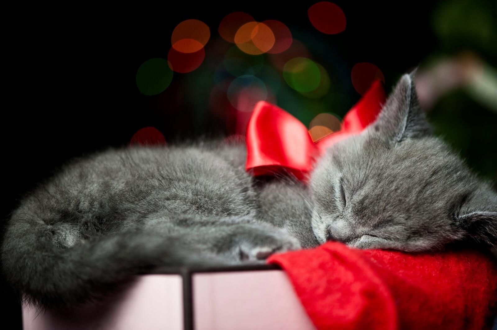 Wallpapers kitten asleep gray cat on the desktop